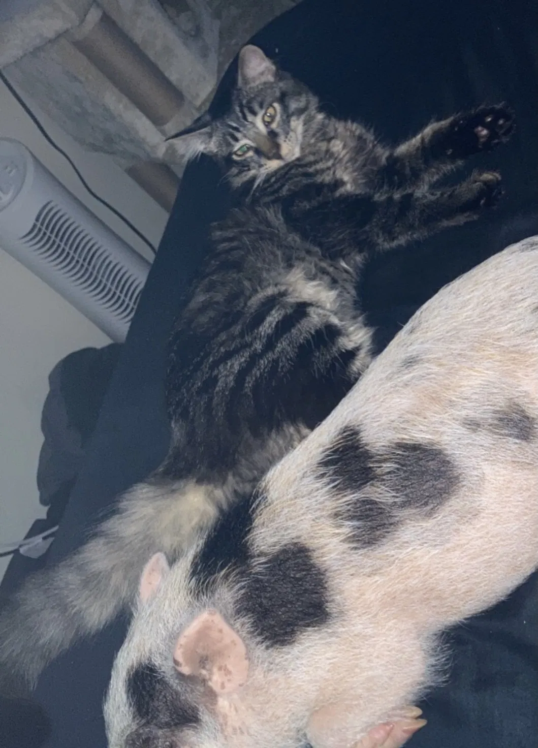 Lost cat in Olympia, WA, 98502