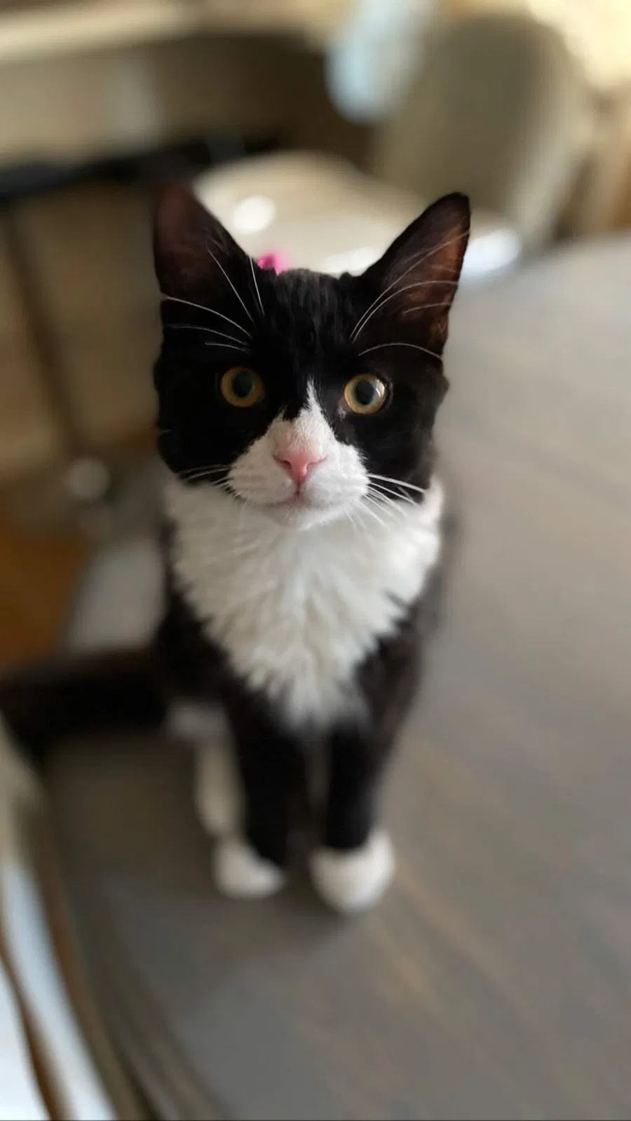 Lost cat in Worcester, MA, 1604