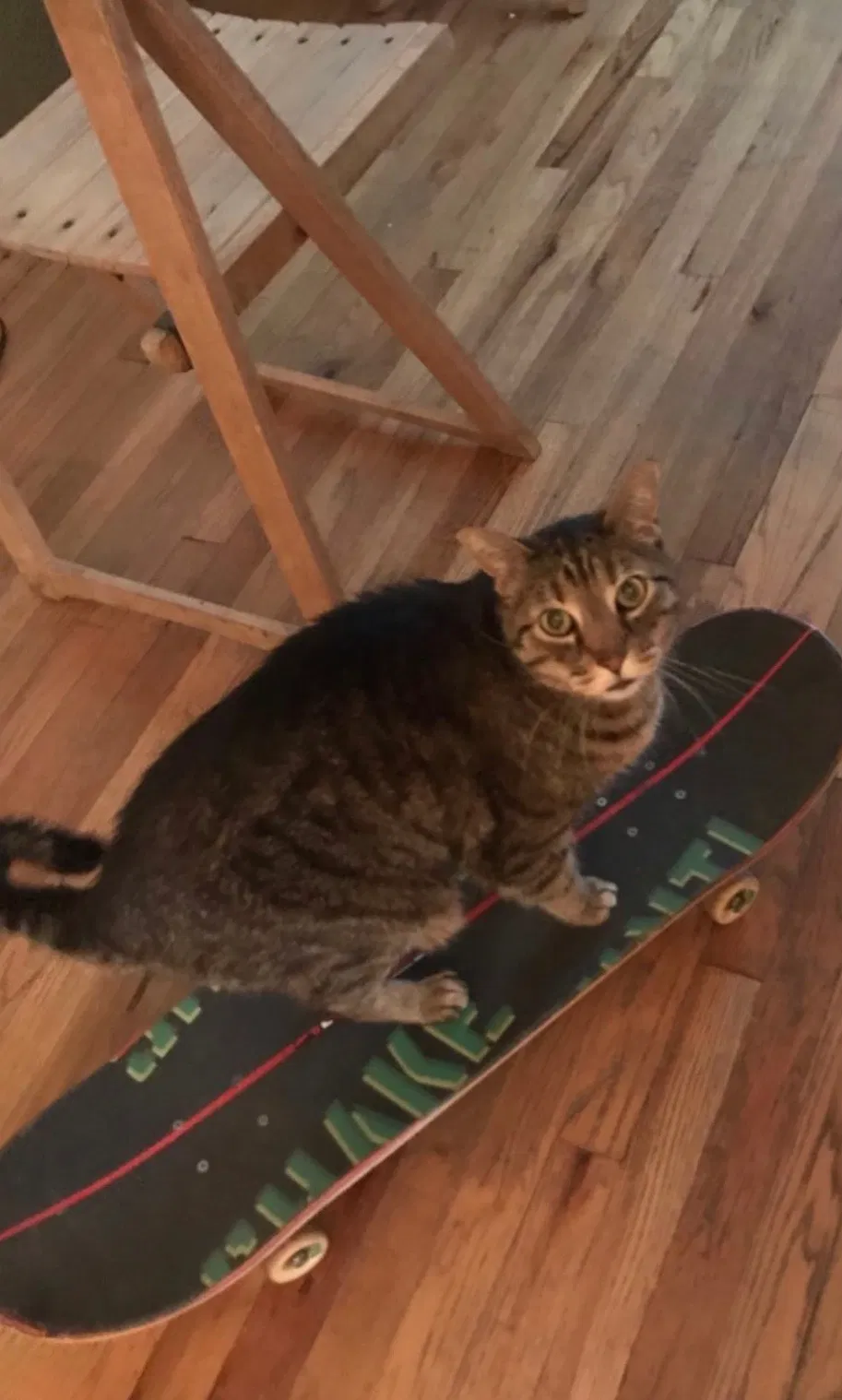 Lost cat in Denver, CO, 80210