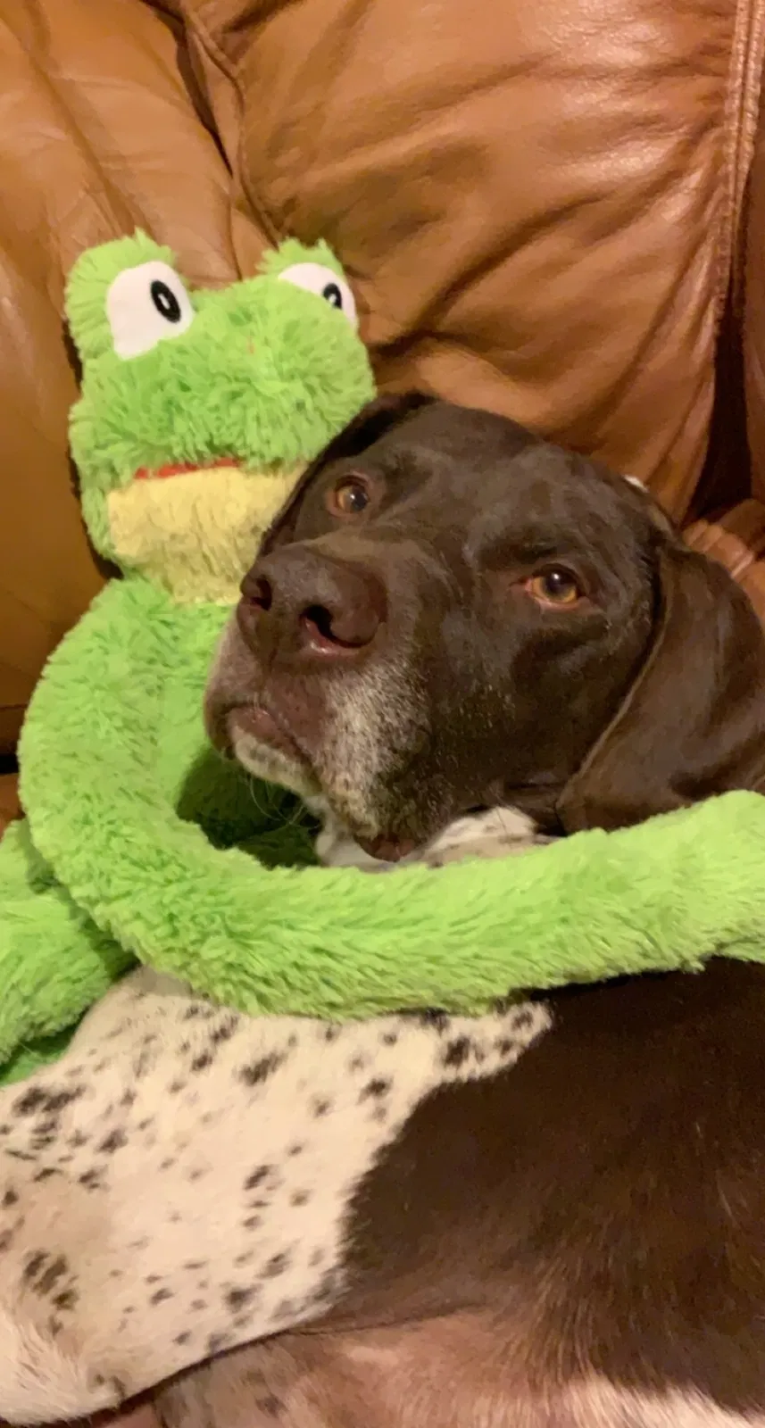 Lost dog in Granger, IA, 50109