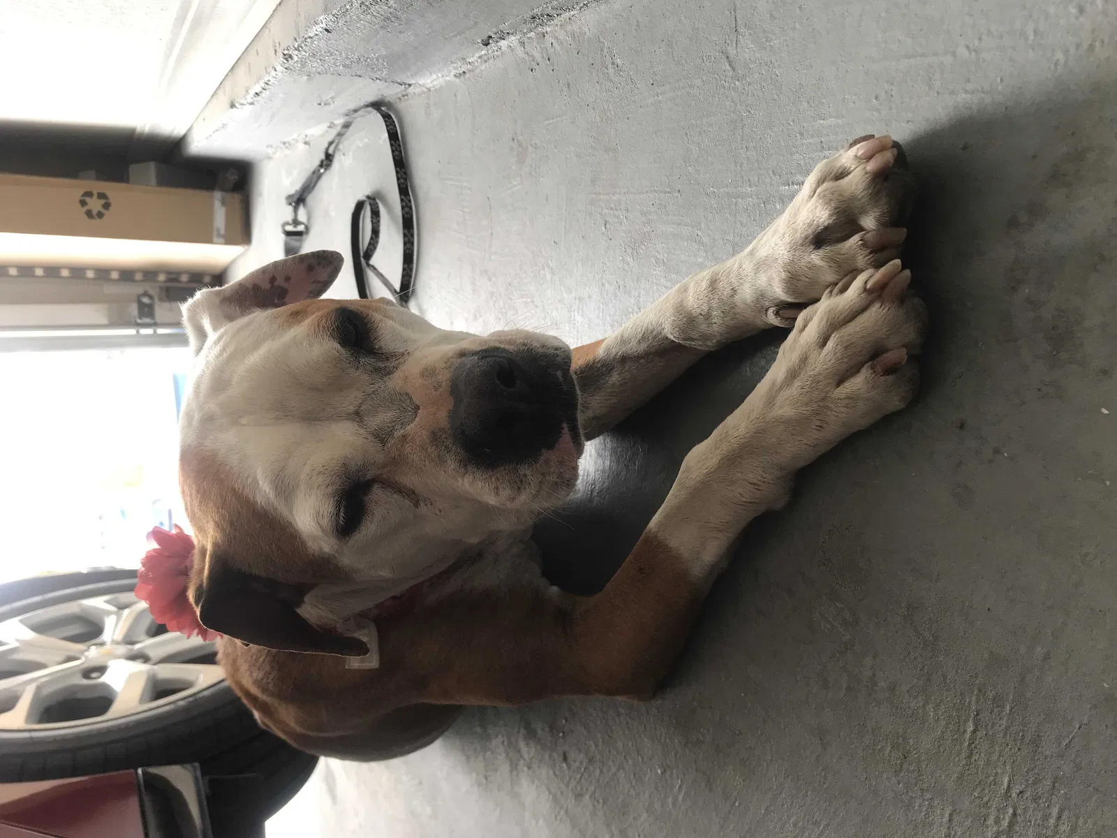 Found dog in El Paso, TX, 79932