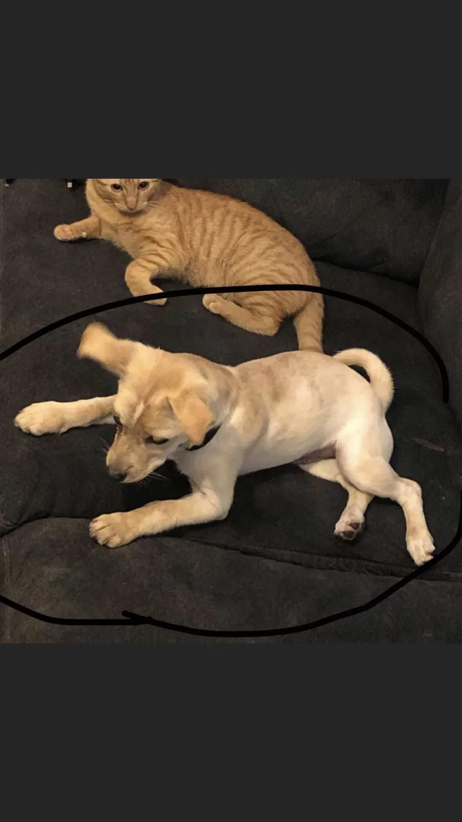 Lost dog in Los Angeles, CA, 90065