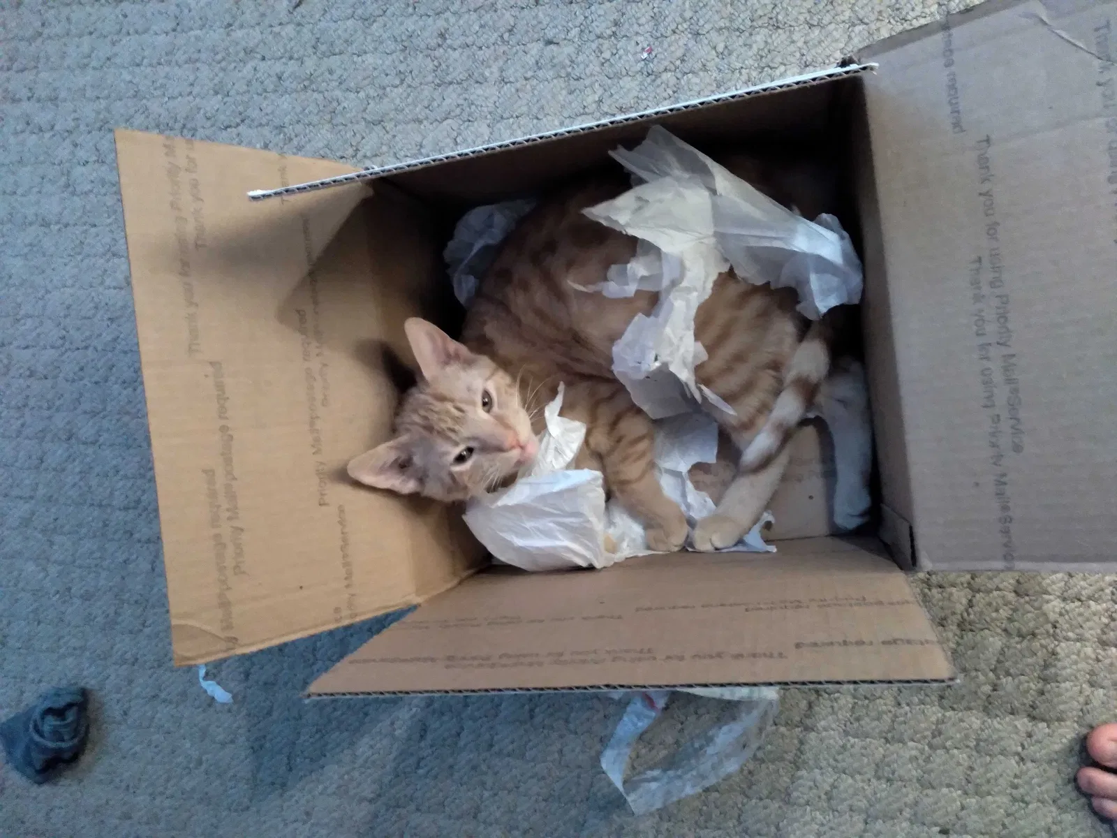 Lost cat in Wichita, KS, 67218