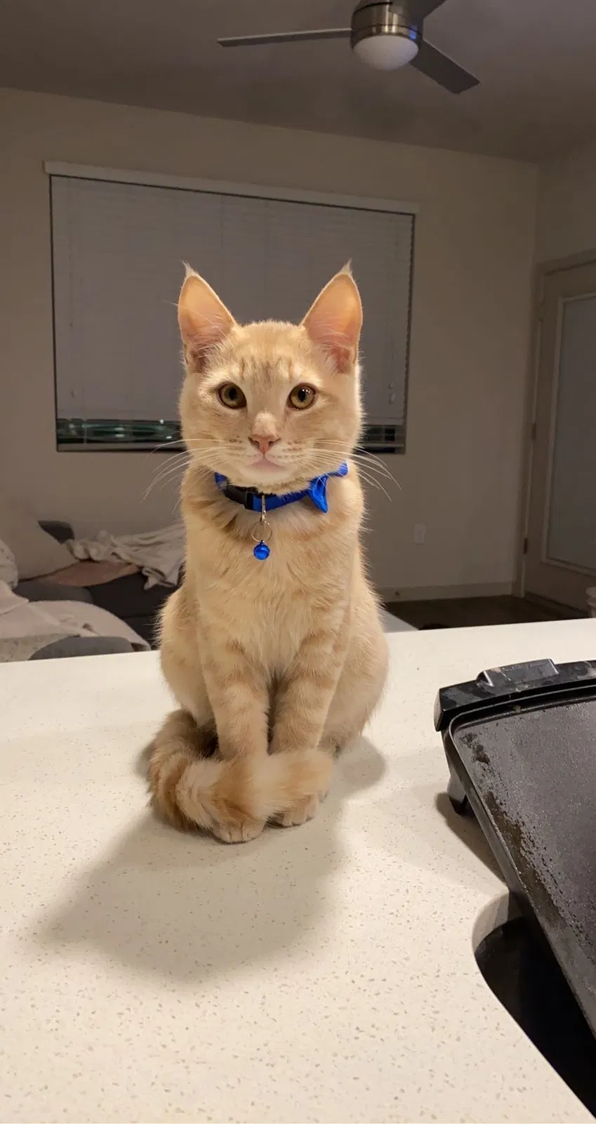 Lost cat in Scottsdale, AZ, 85251