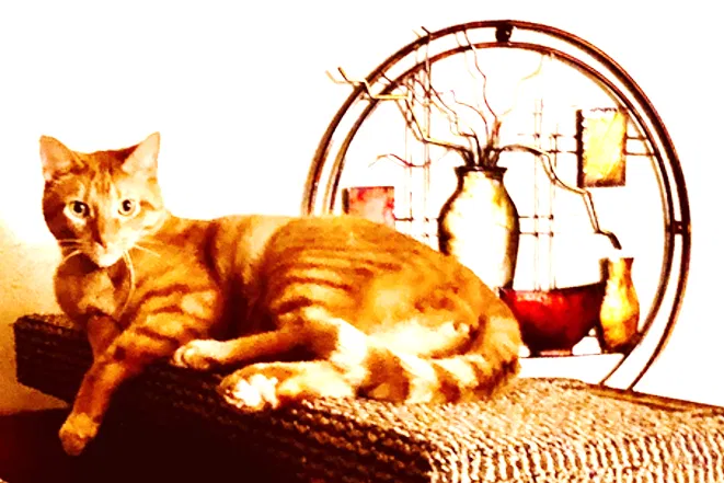 Lost cat in Green Bay, WI, 54301