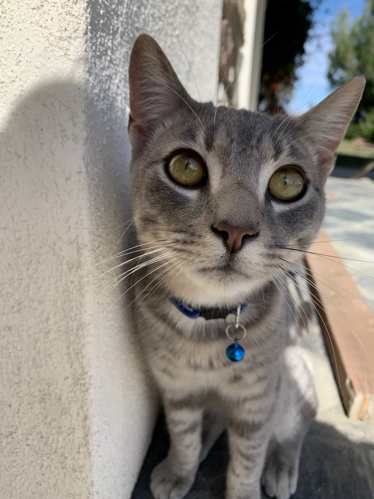 Lost cat in Henderson, NV, 89052