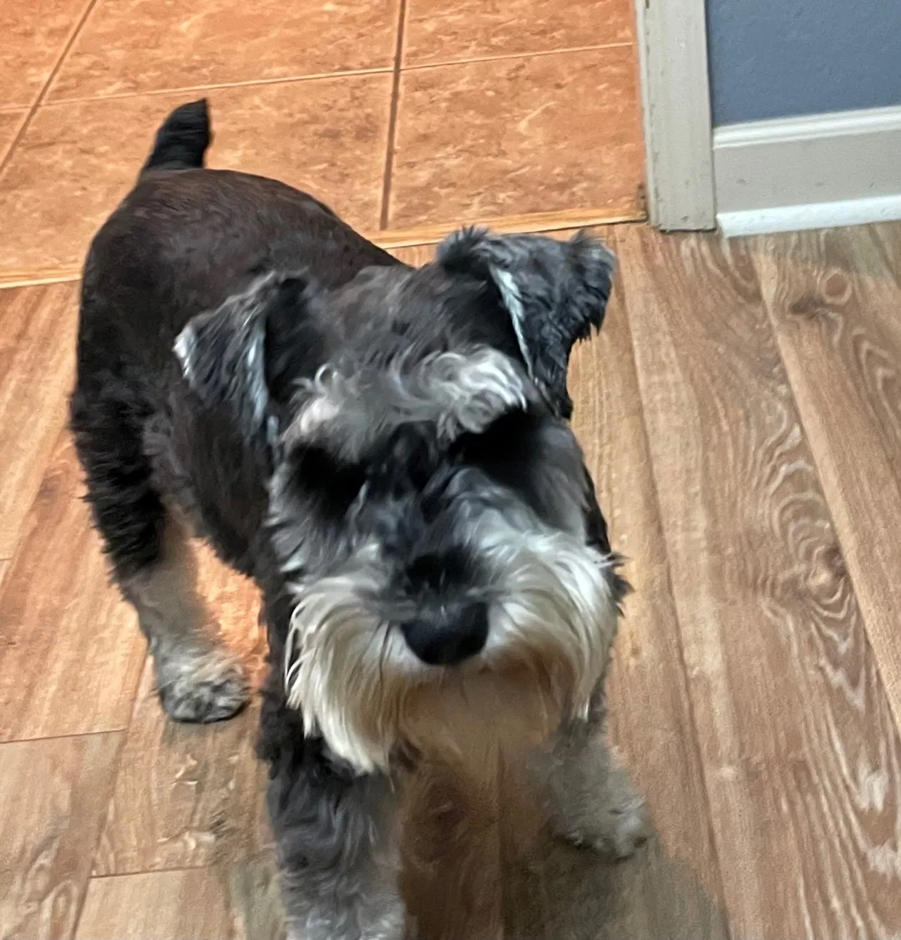 Lost dog in Little Rock, AR, 72209
