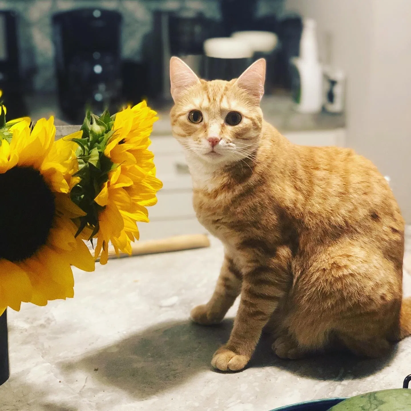 Lost cat in Richmond, VA, 23223