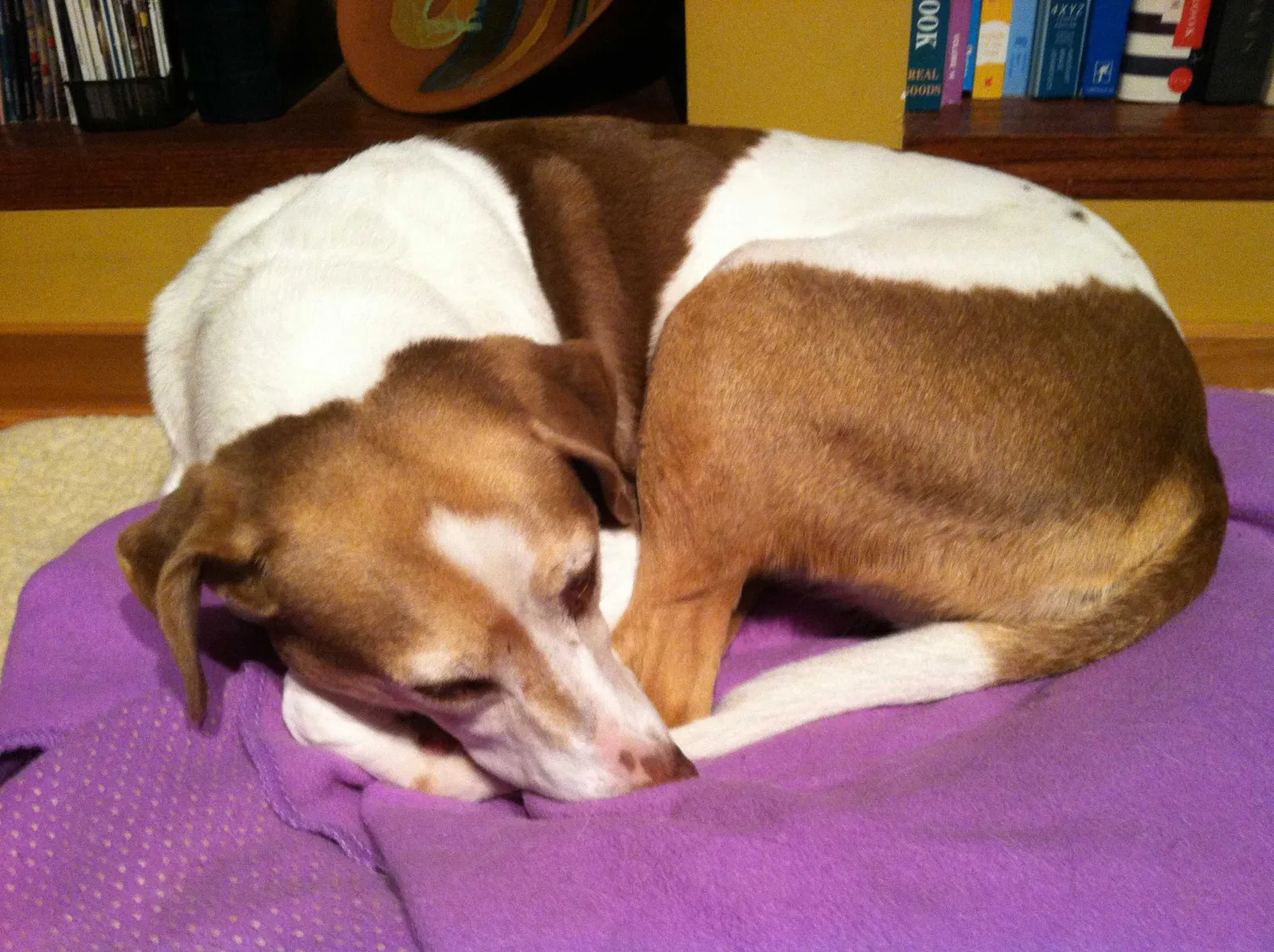 Lost dog in Hammond, LA, 70401