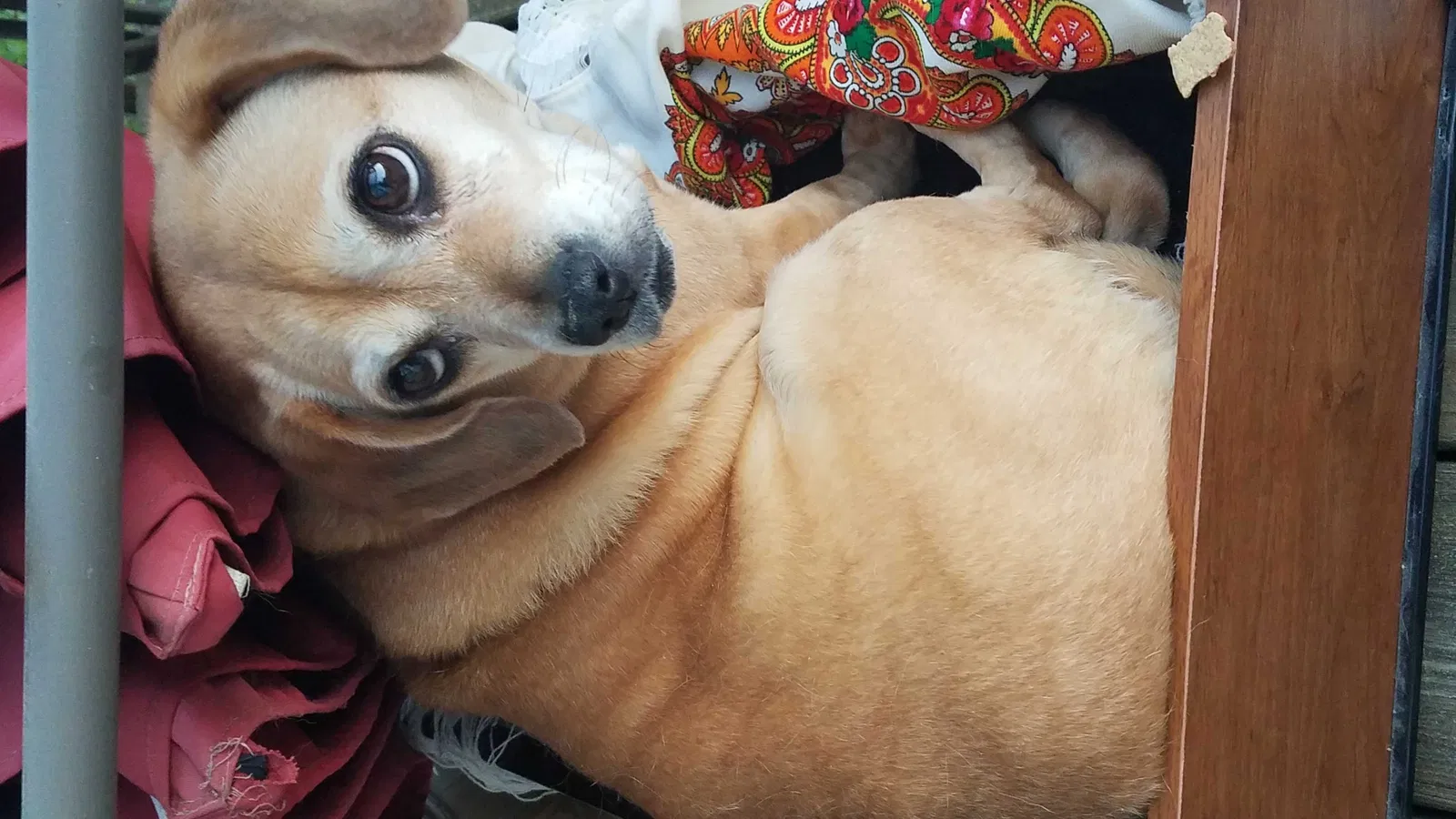 Found dog in Sophia, NC, 27350