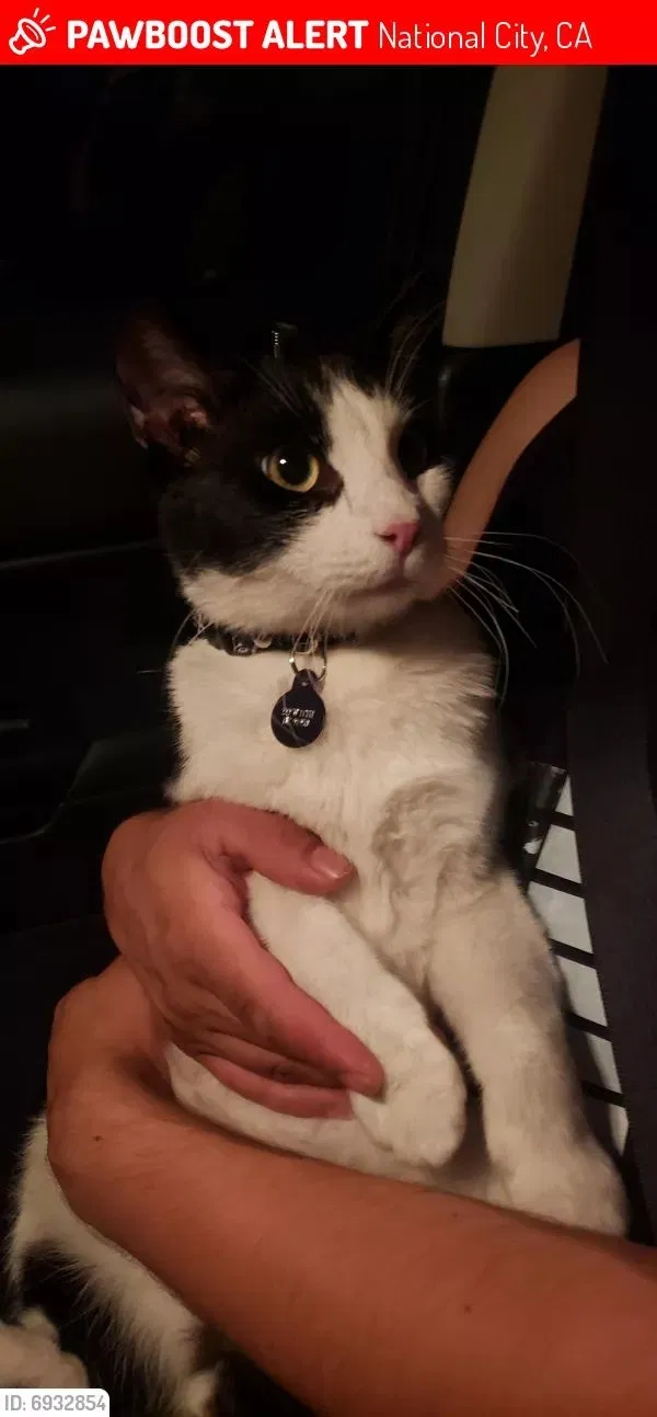 Lost cat in National City, CA, 91950