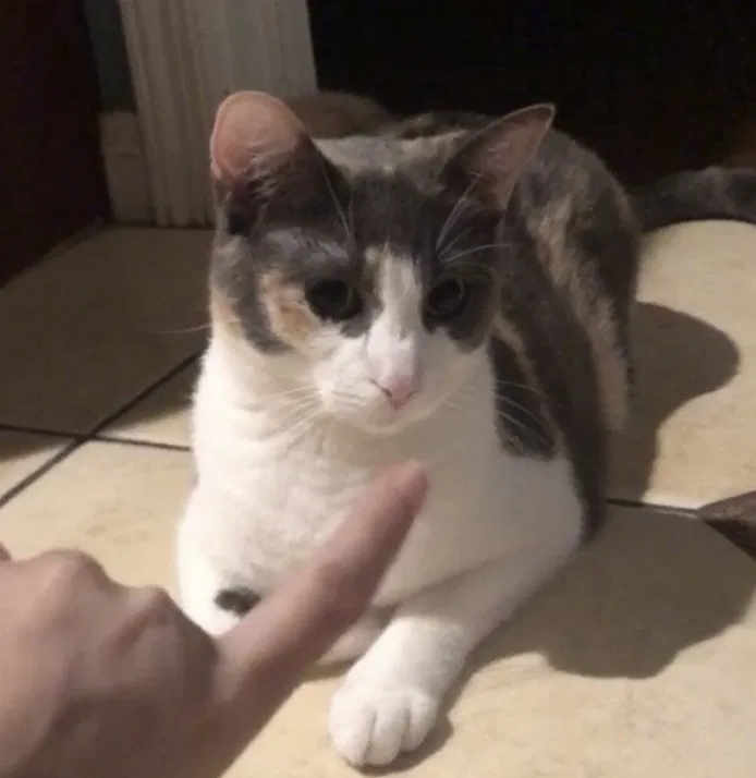 Lost cat in Baldwin Park, CA, 91706
