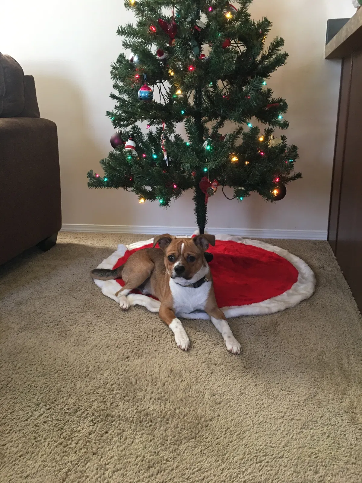 Lost dog in Edison, OH, 43320