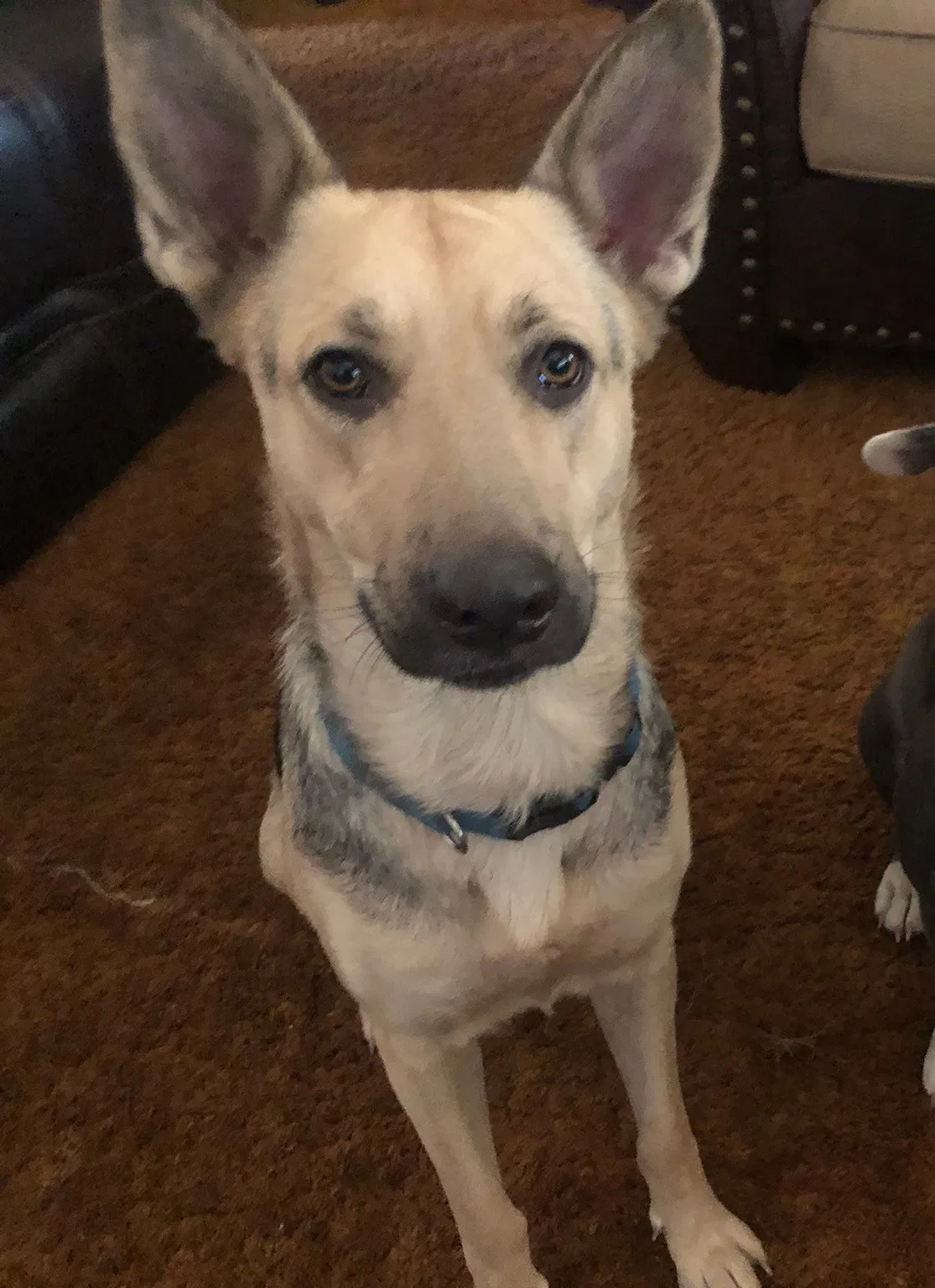 Lost dog in Visalia, CA, 93291