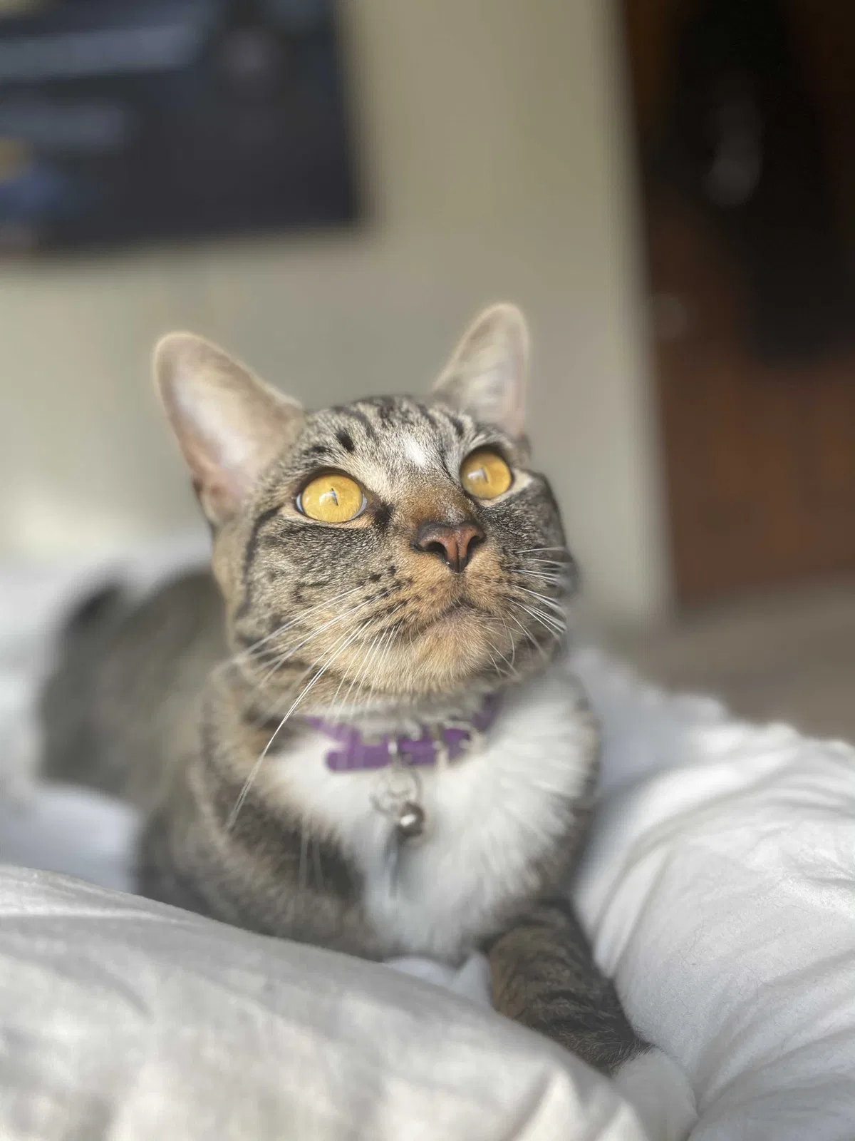 Lost cat in Auburn, WA, 98092