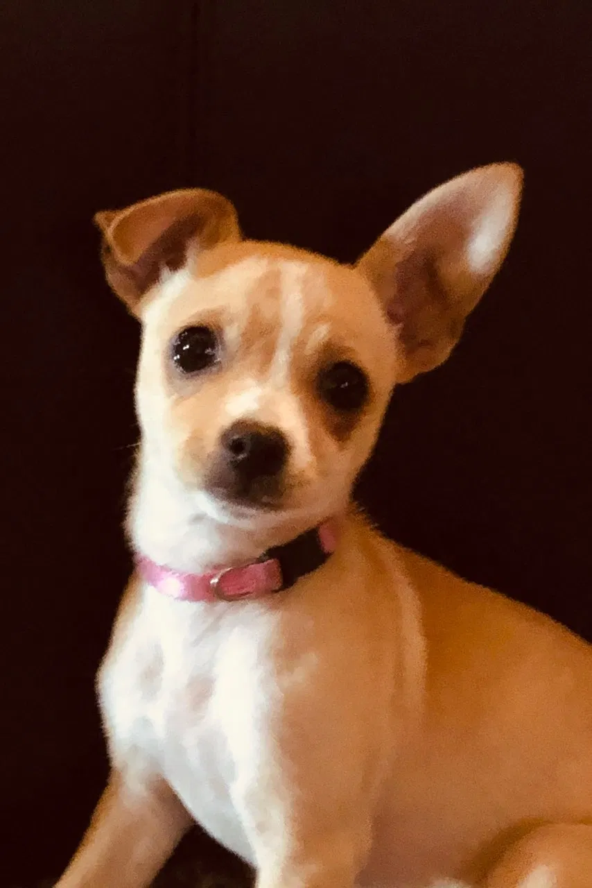 Lost dog in Tulsa, OK, 74101