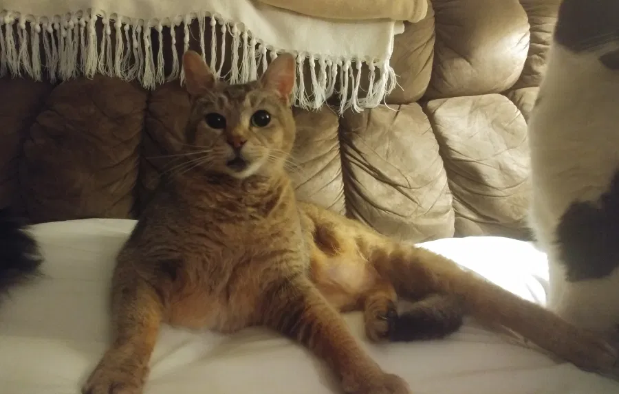 Lost cat in Richmond, VA, 23235