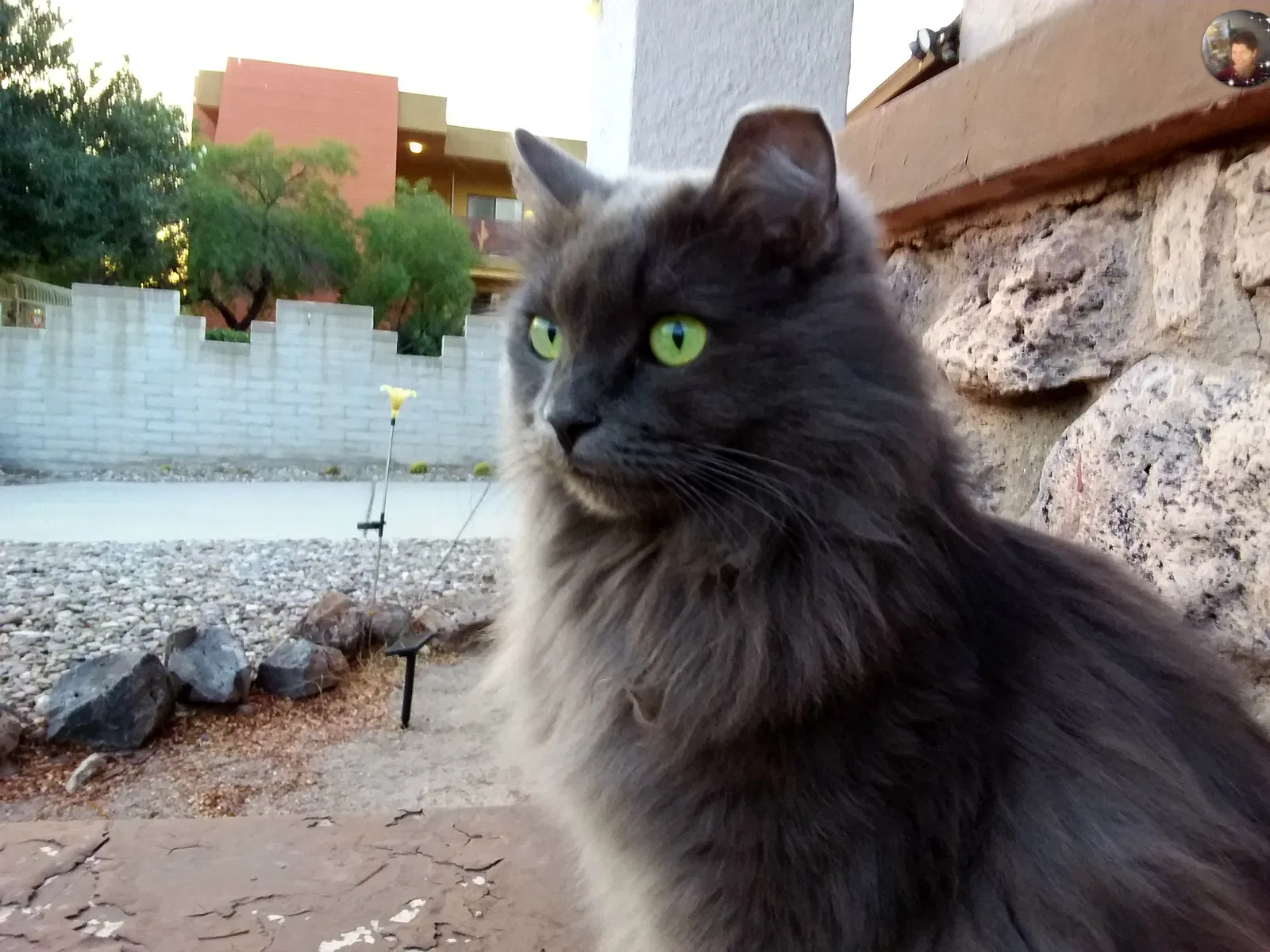 Lost cat in Tucson, AZ, 85705