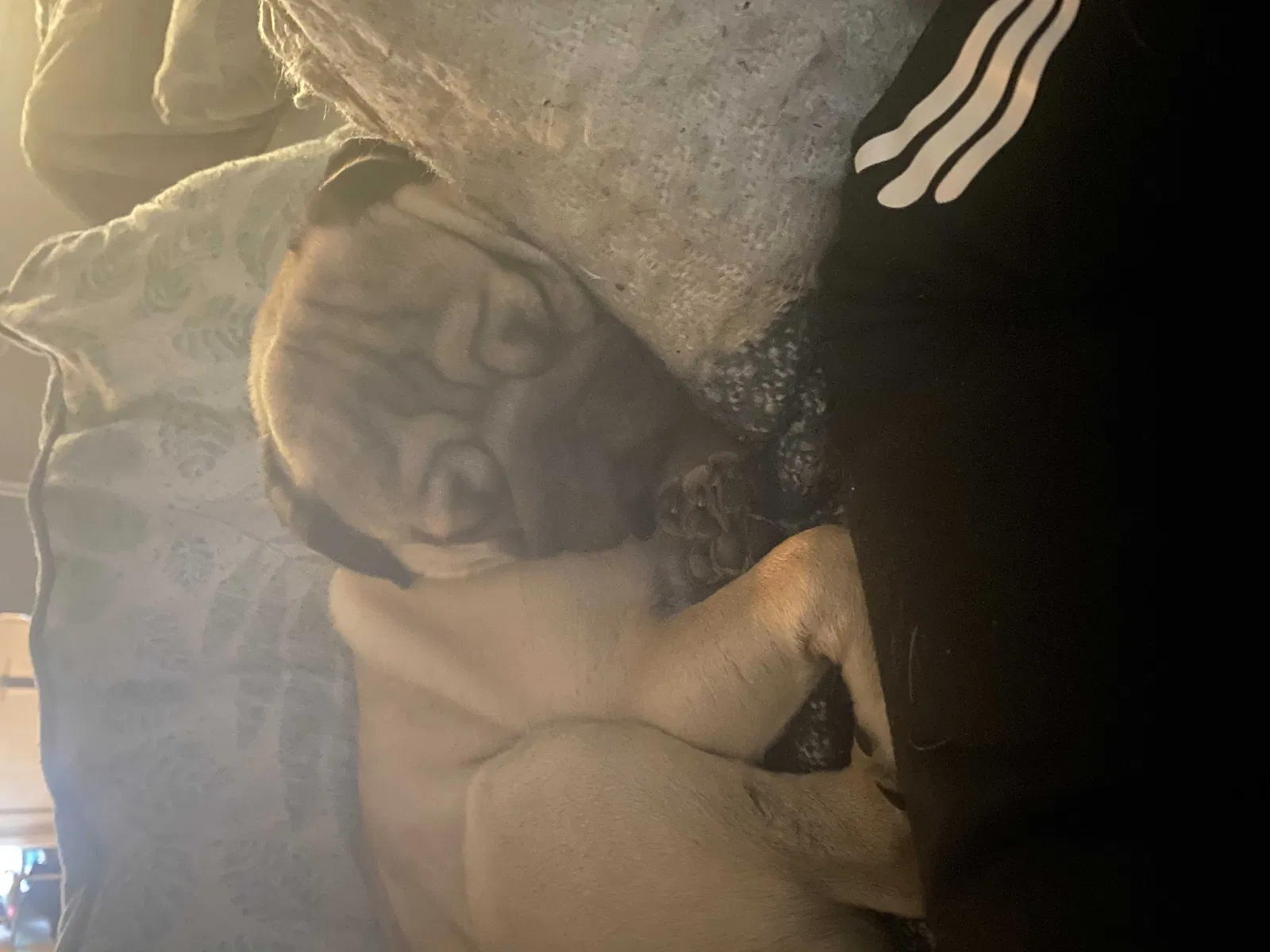 Lost dog in San Antonio, TX, 78247