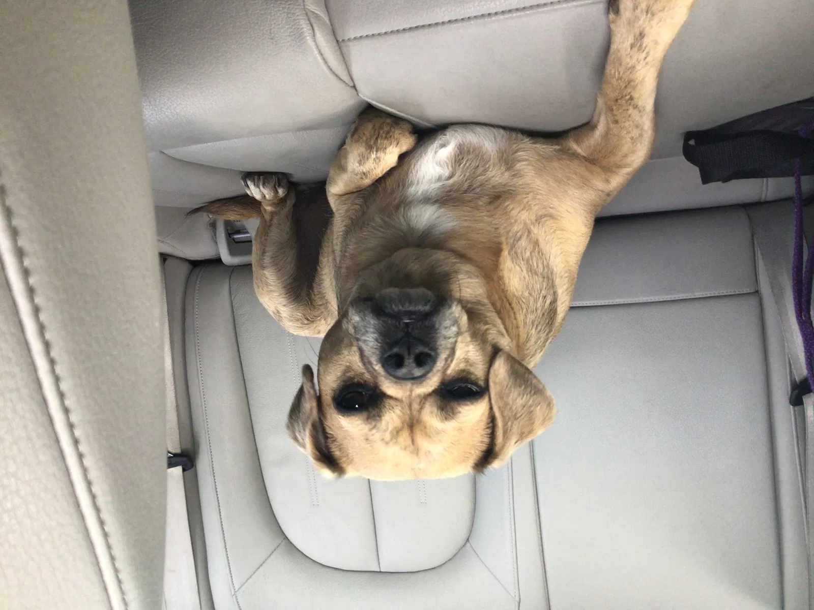 Lost dog in Oceanside, CA, 92056