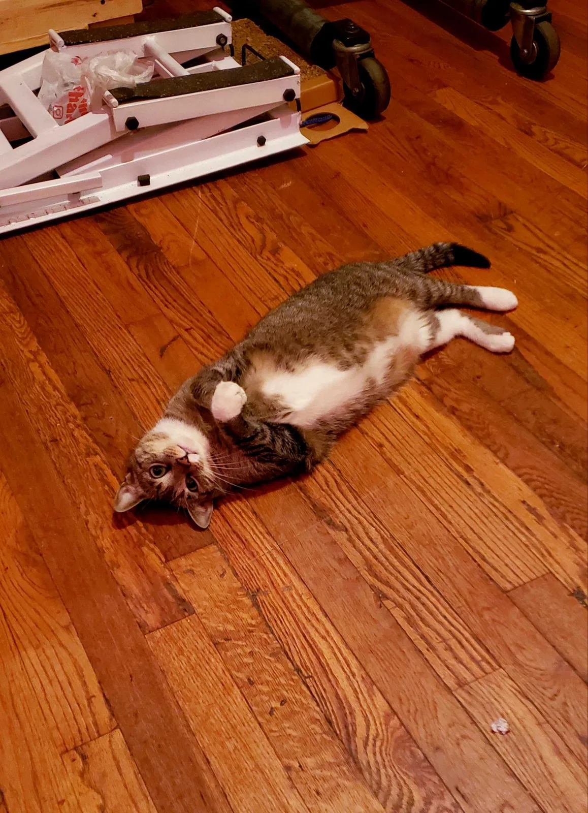 Lost cat in Georgetown, KY, 40324