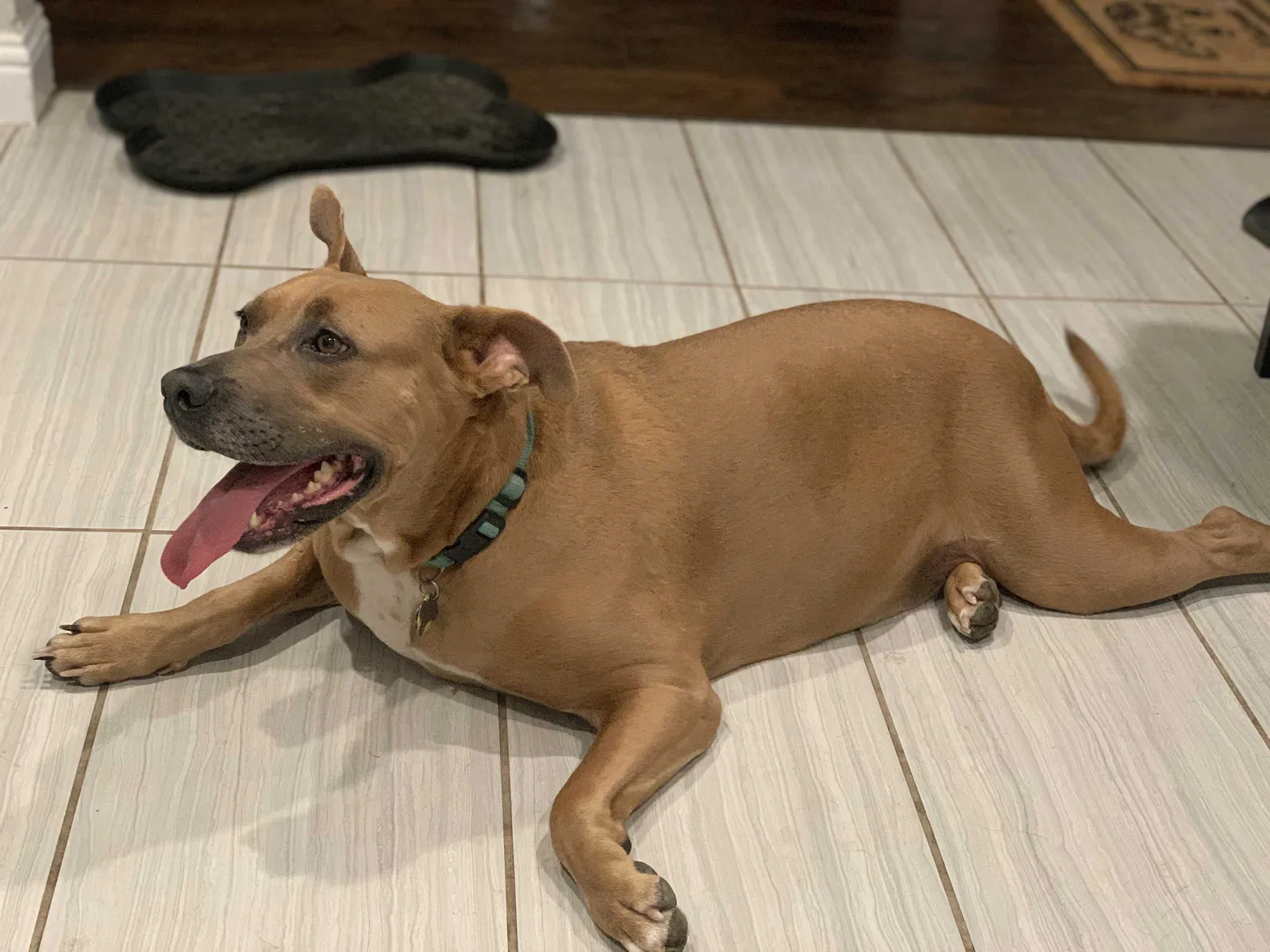 Lost dog in Fort Worth, TX, 76112