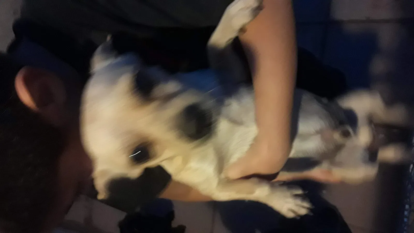 Lost dog in Phoenix, AZ, 85031