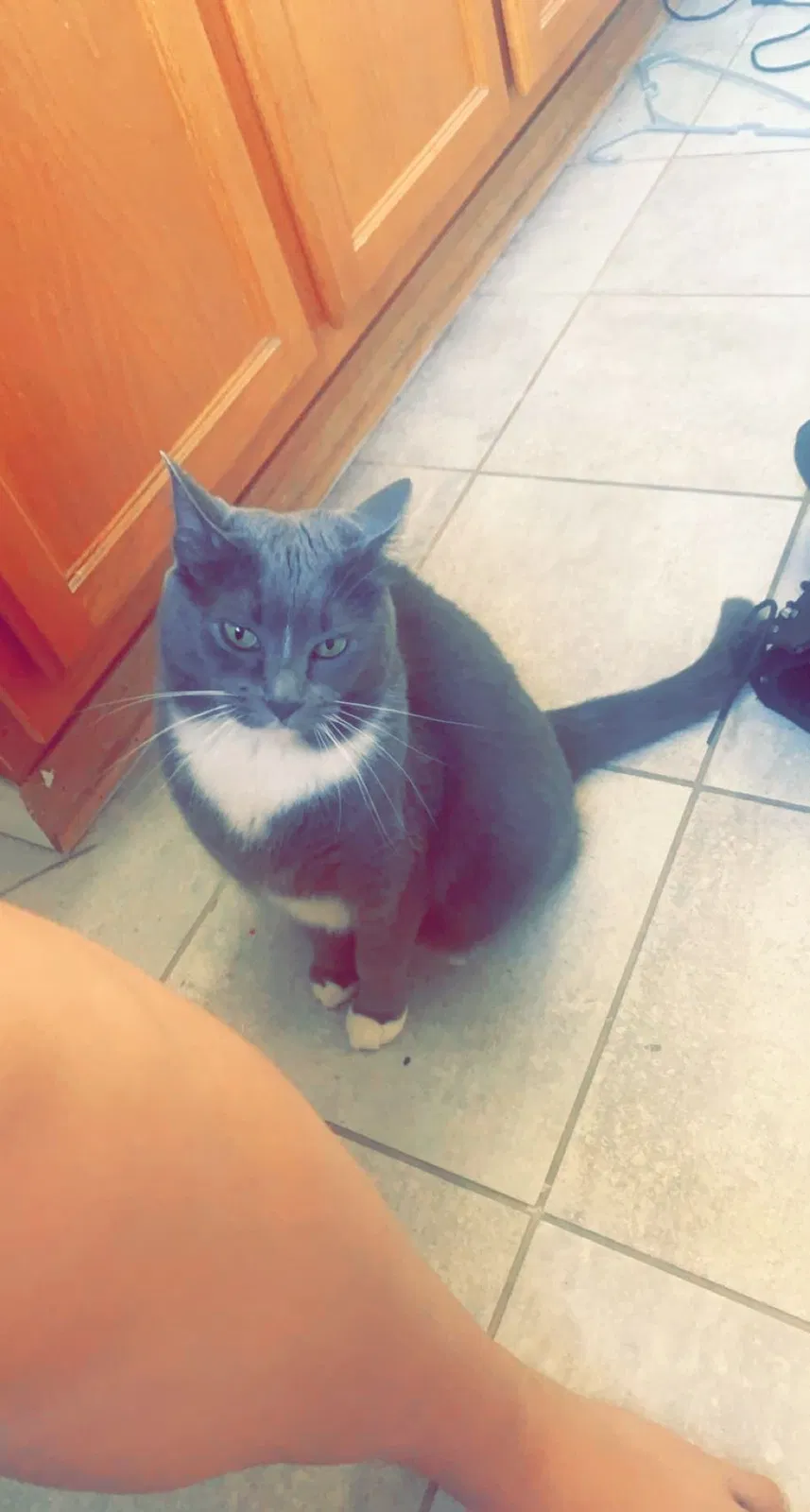 Lost cat in Littleton, CO, 80130