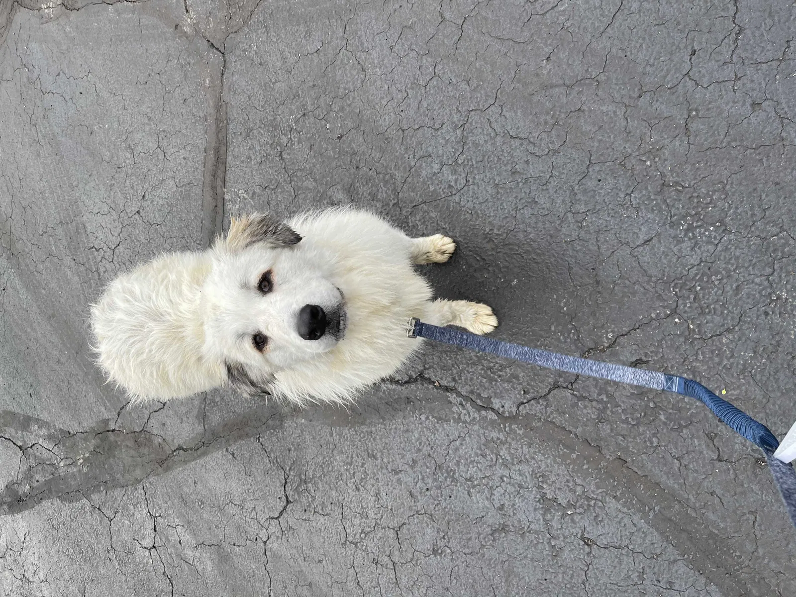 Lost dog in Northville, MI, 48168