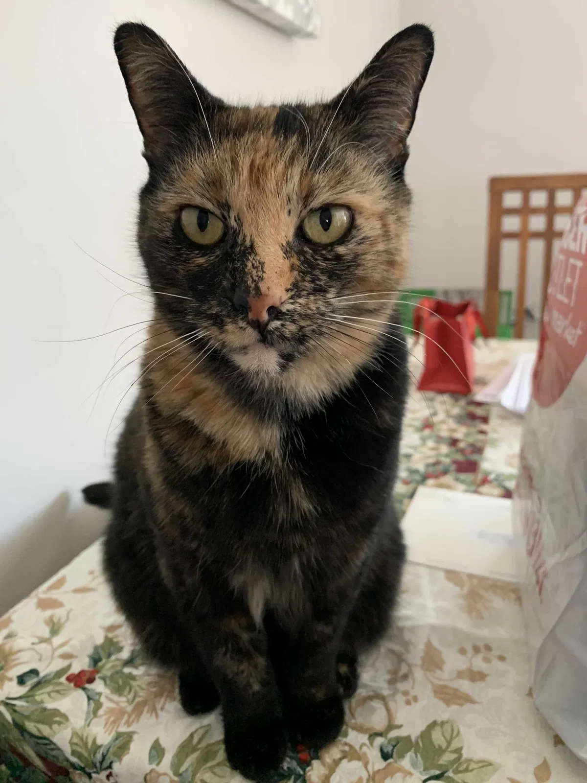 Lost cat in San Diego, CA, 92126