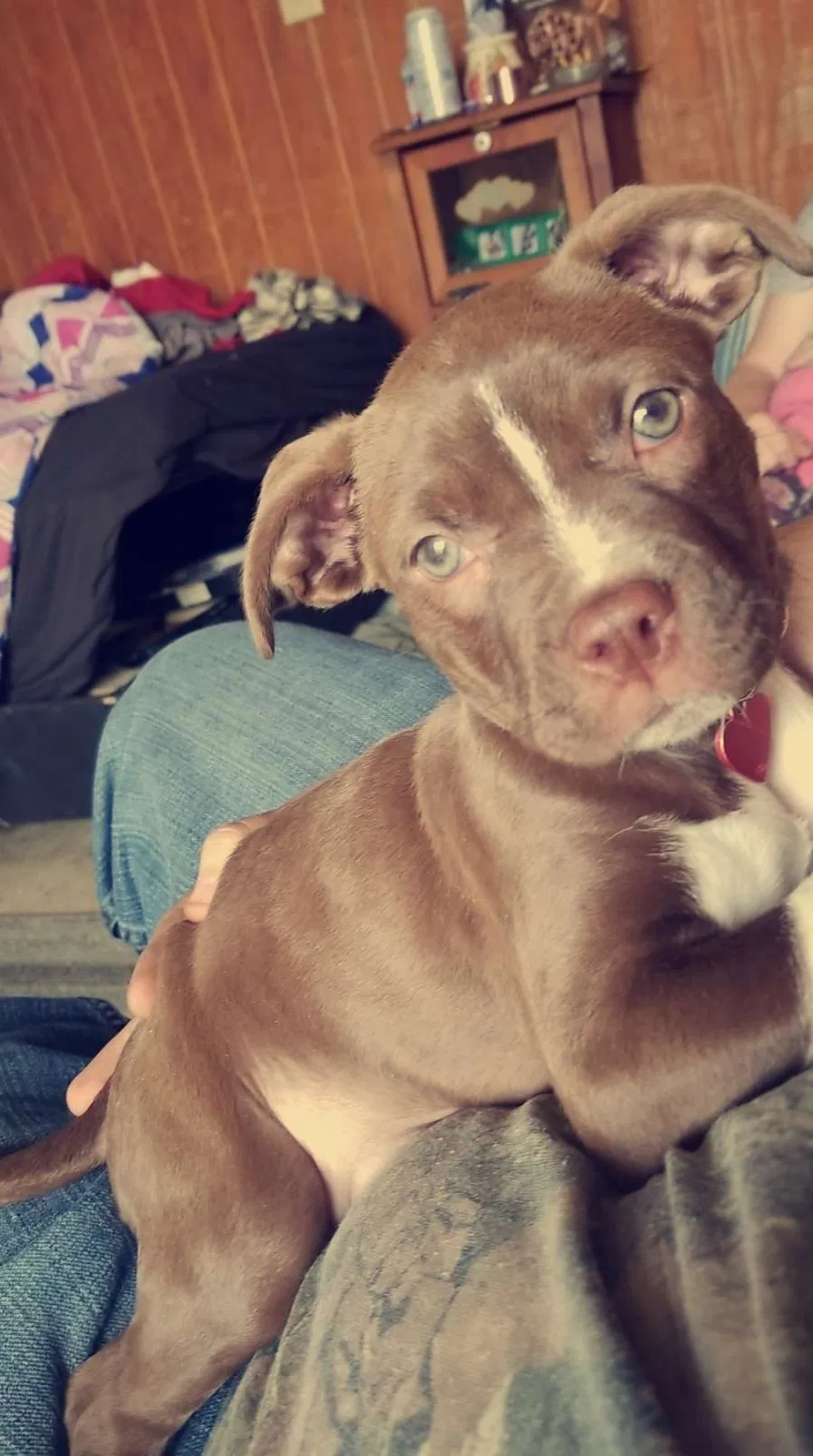 Lost dog in Columbia, TN, 38401