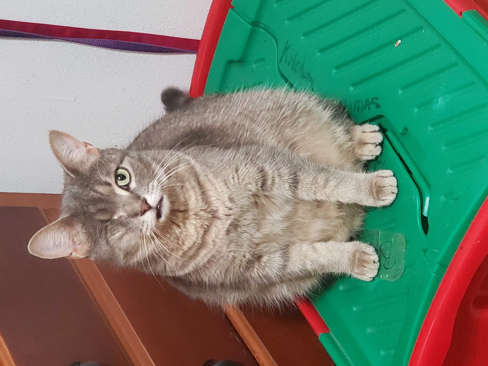 Lost cat in Dallas, TX, 75228