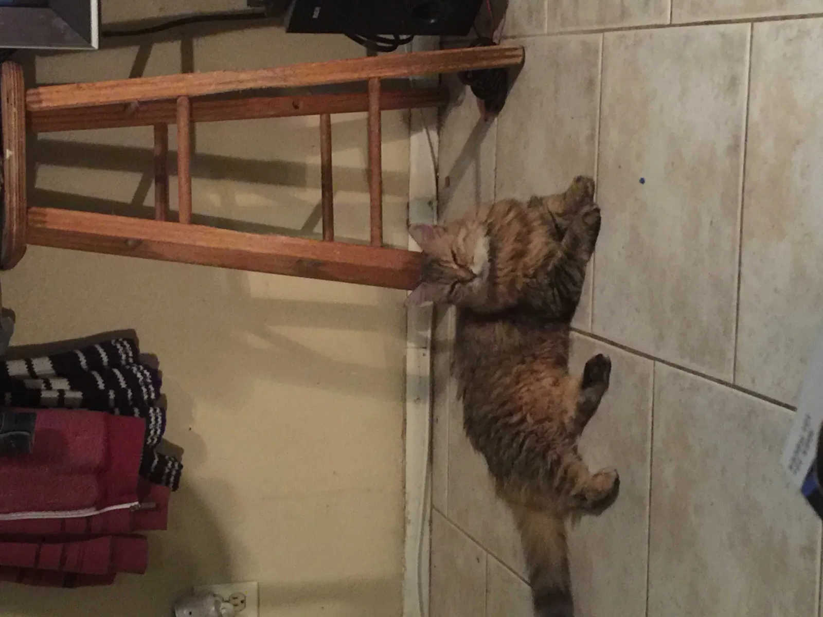 Lost cat in Peoria, AZ, 85345