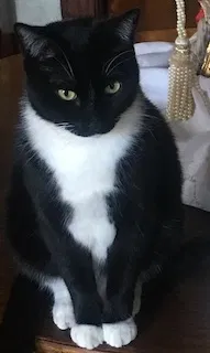 Lost cat in Dallas, TX, 75214