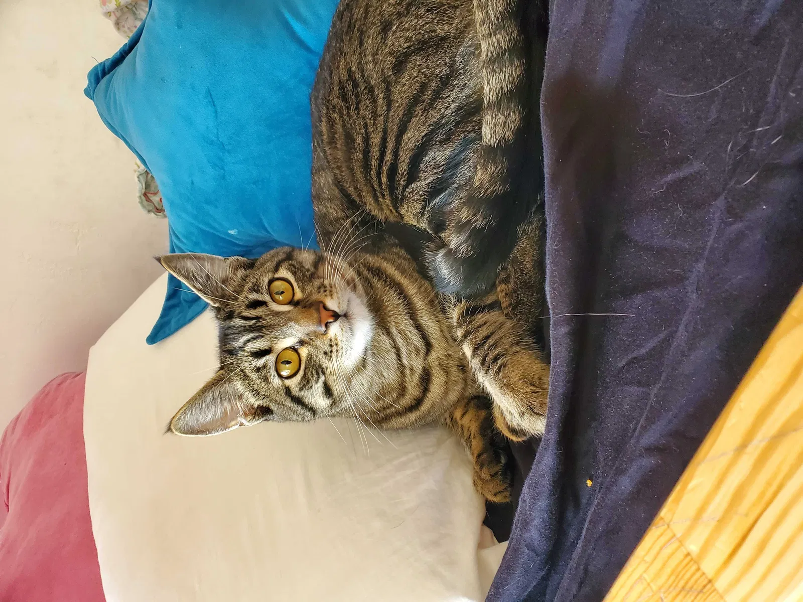 Lost cat in La Mesa, CA, 91941