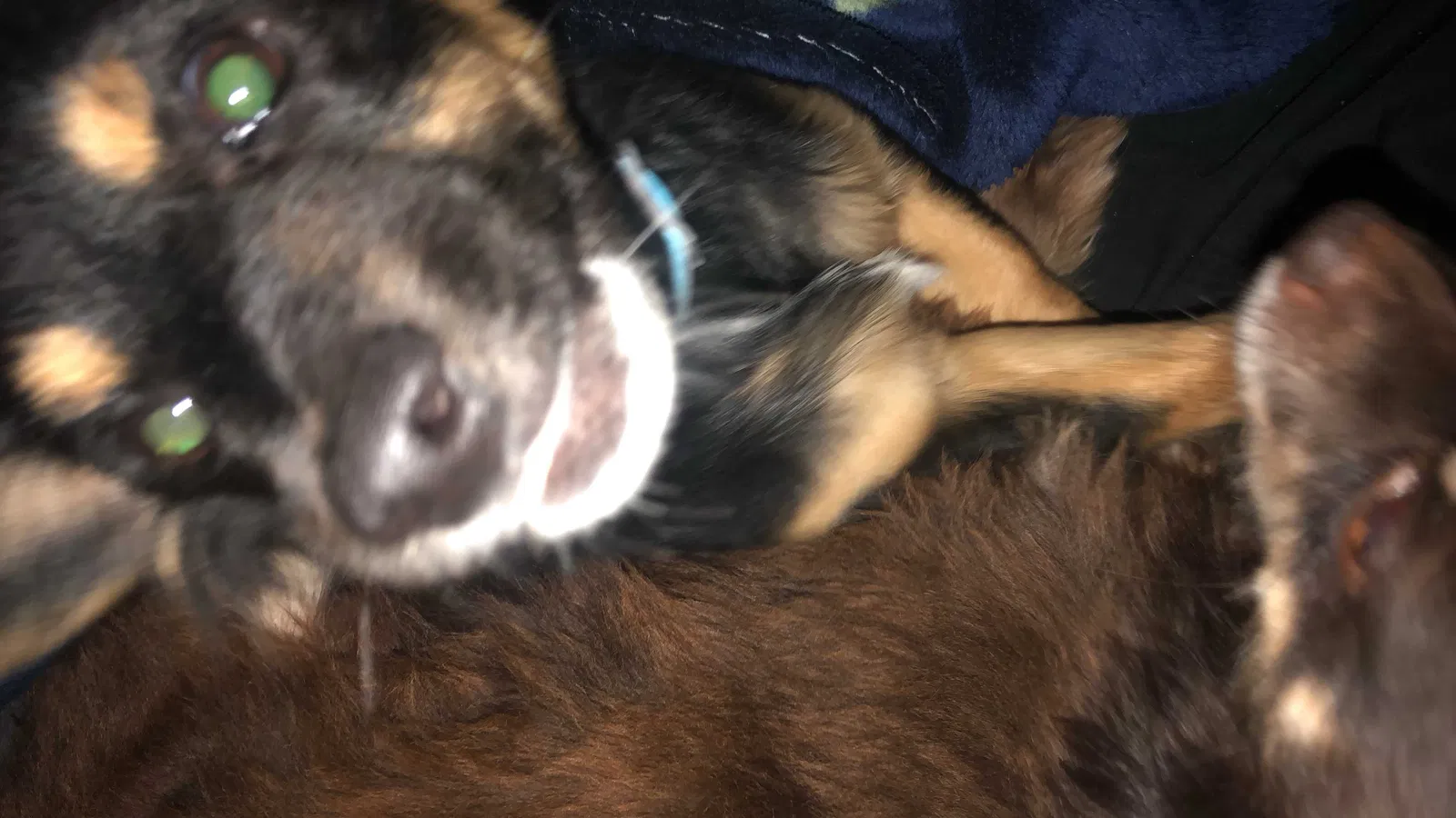 Lost dog in Panorama City, CA, 91402