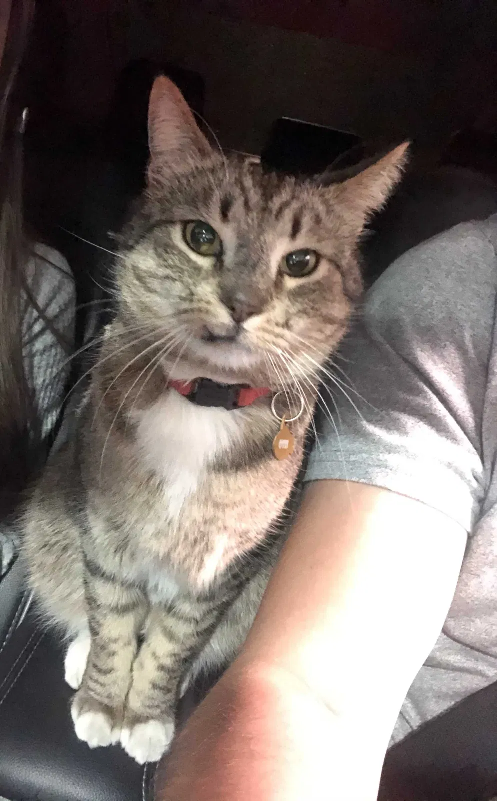 Lost cat in Mesa, AZ, 85205