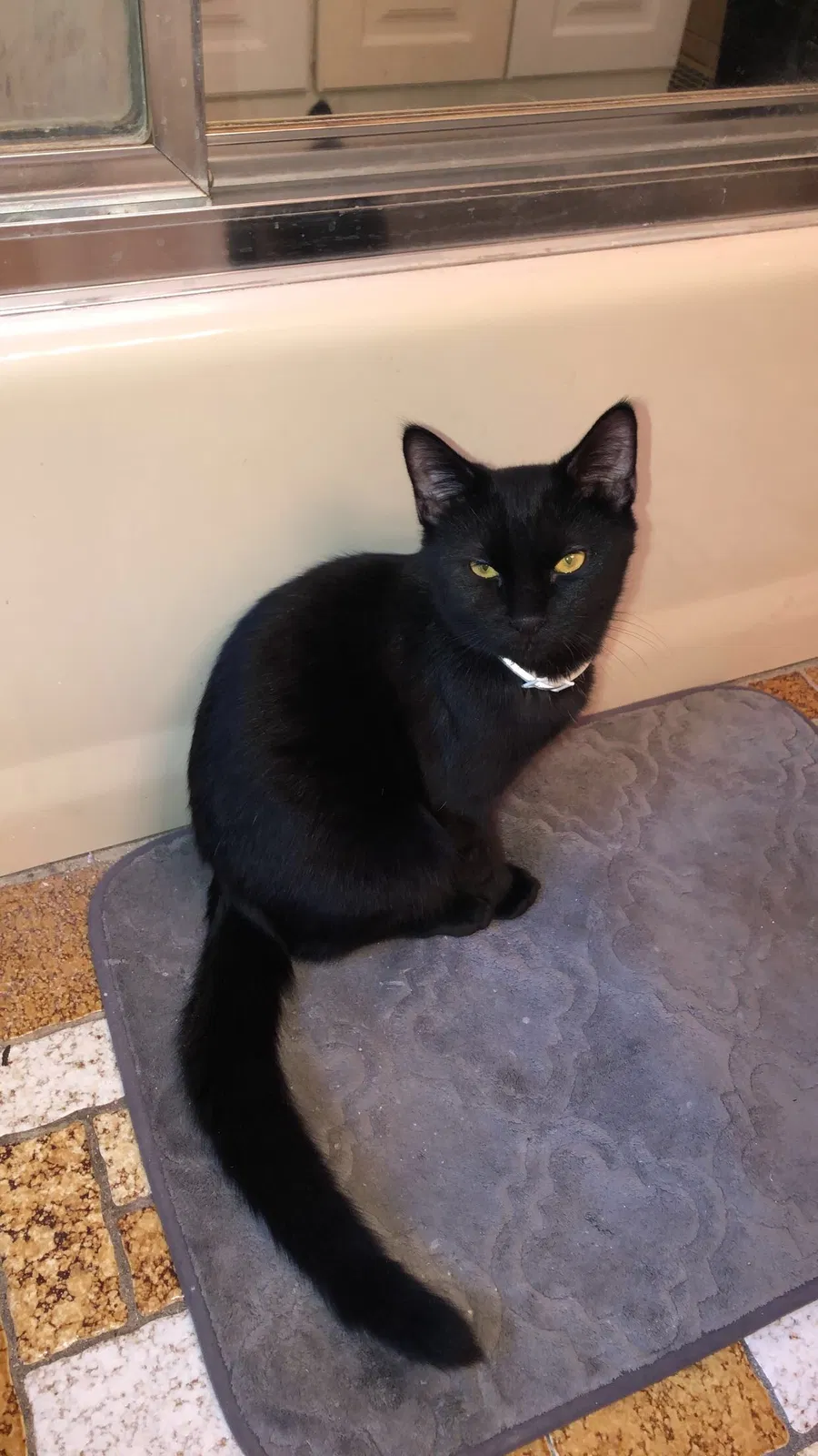 Lost cat in Ansonia, CT, 6401