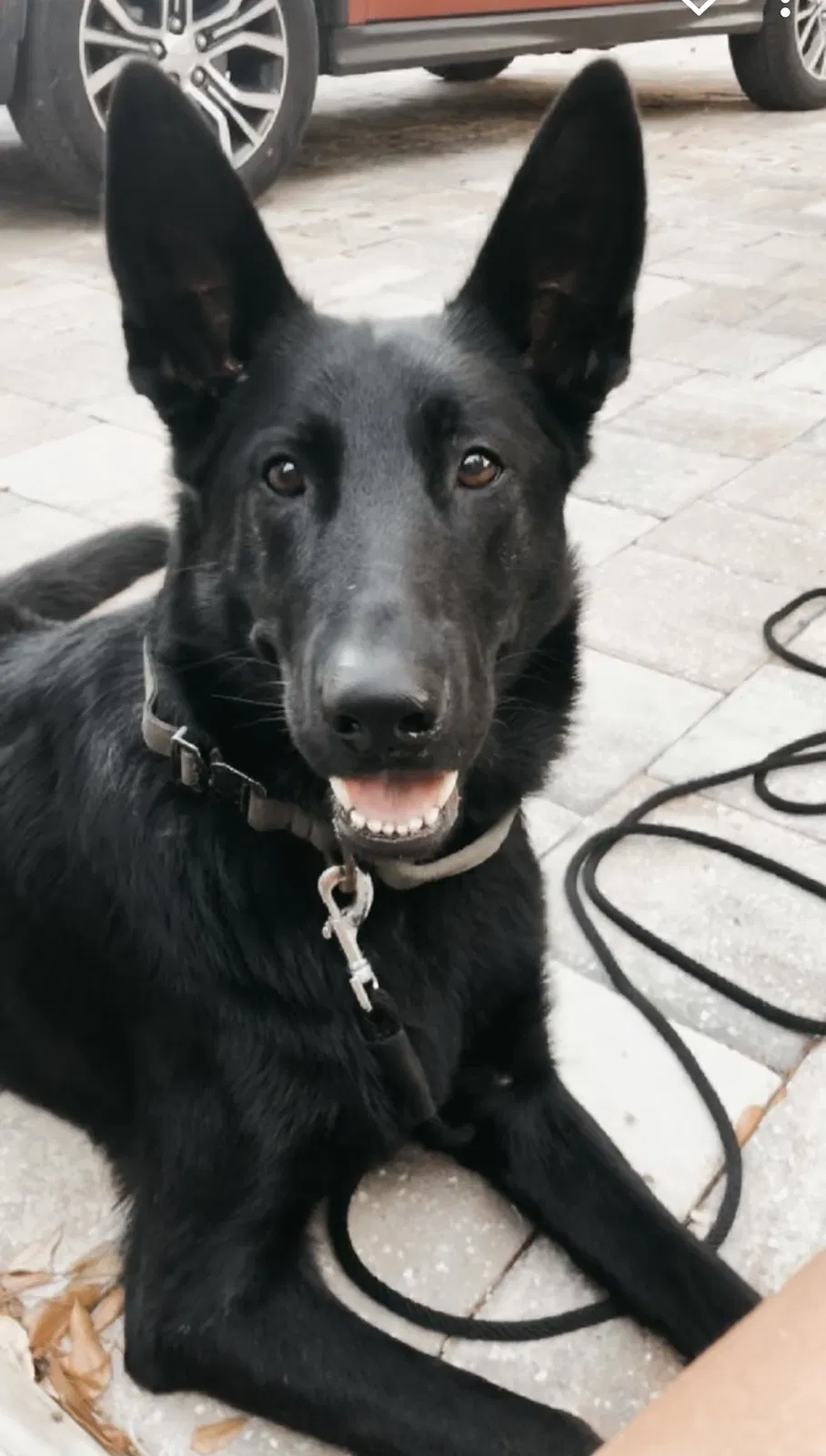 Lost dog in Saint Augustine, FL, 32080