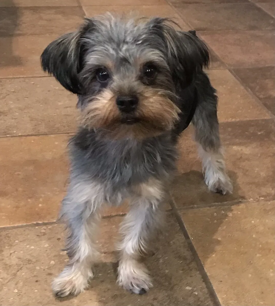 Lost dog in Windsor Mill, MD, 21244