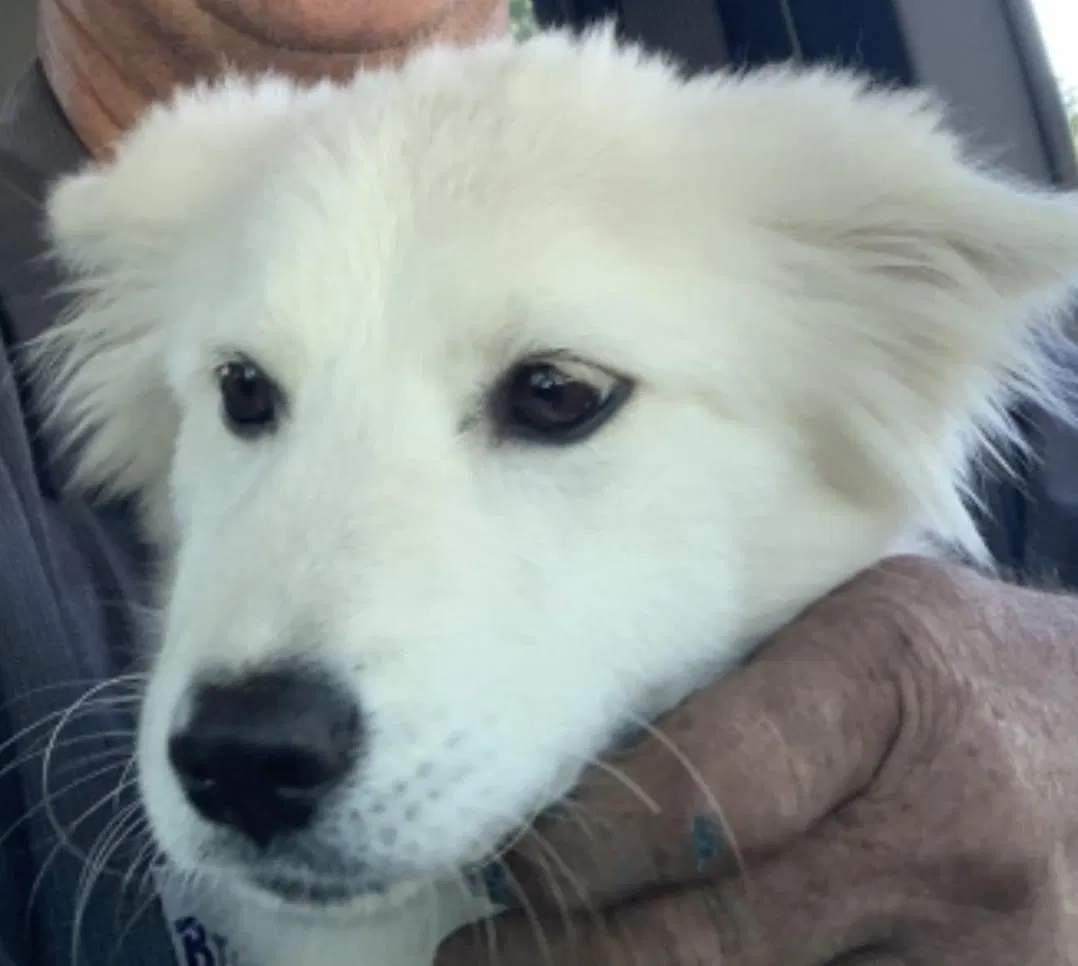 Lost dog in Bradenton, FL, 34207