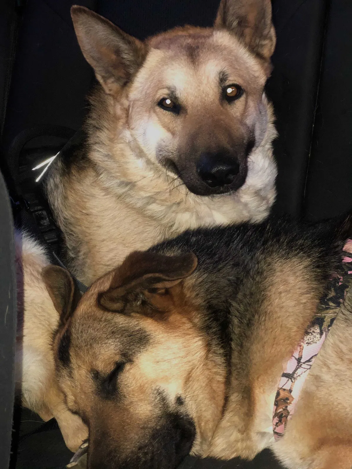 Lost dog in Joshua, TX, 76058