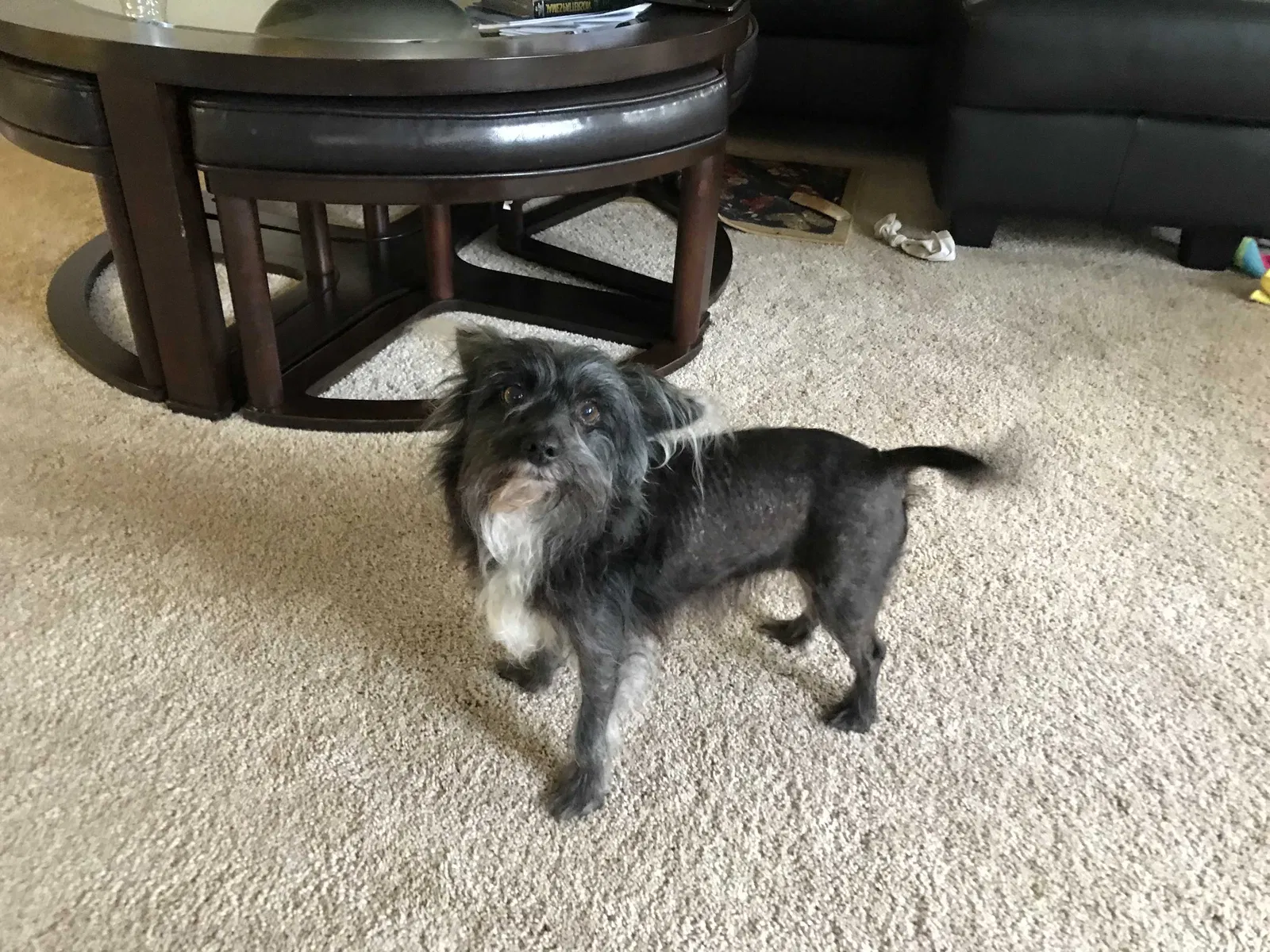 Lost dog in Hollywood, FL, 33027