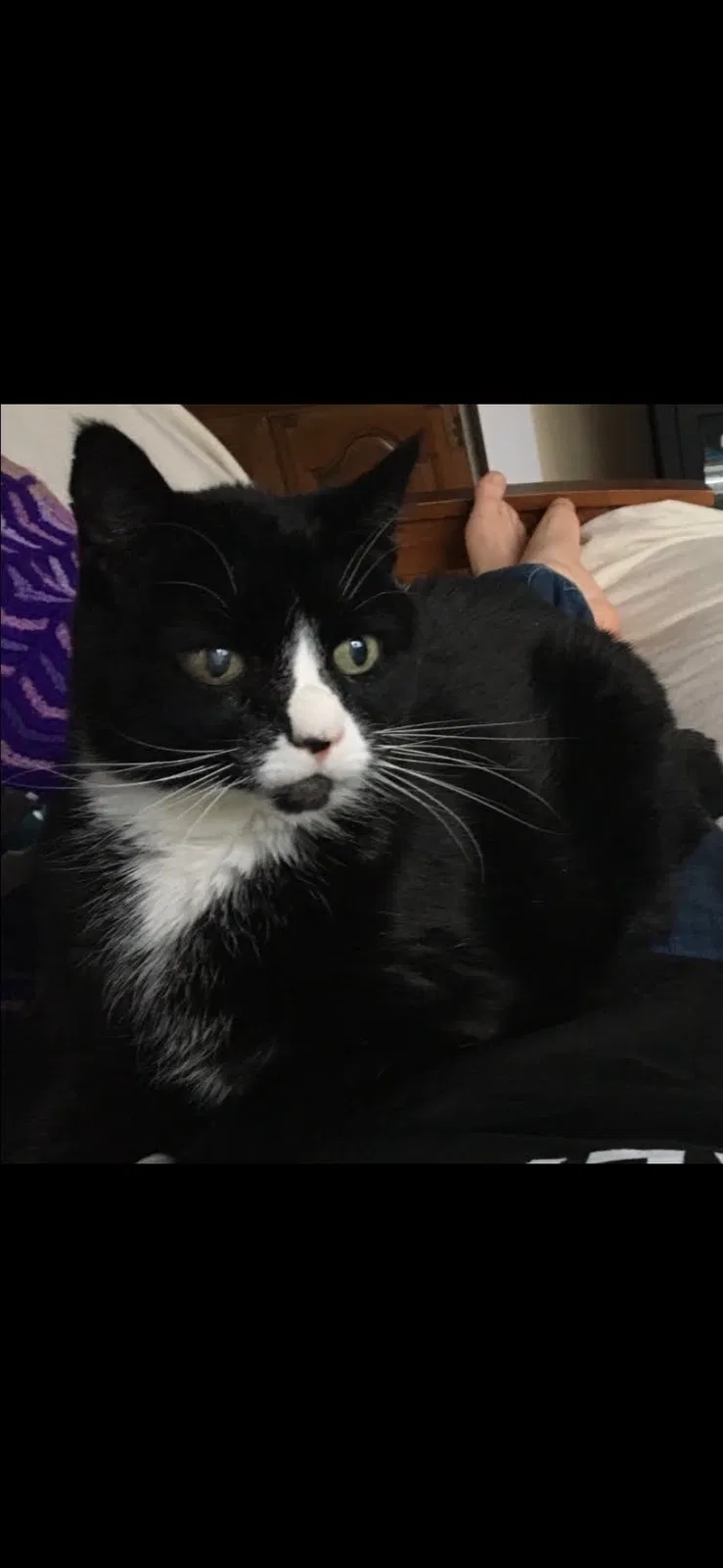 Lost cat in Minneapolis, MN, 55411