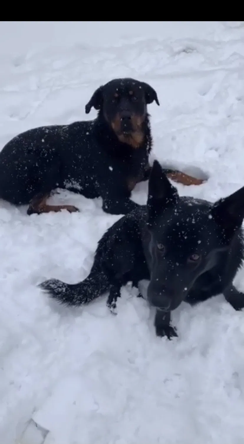 Lost dog in Albuquerque, NM, 87121