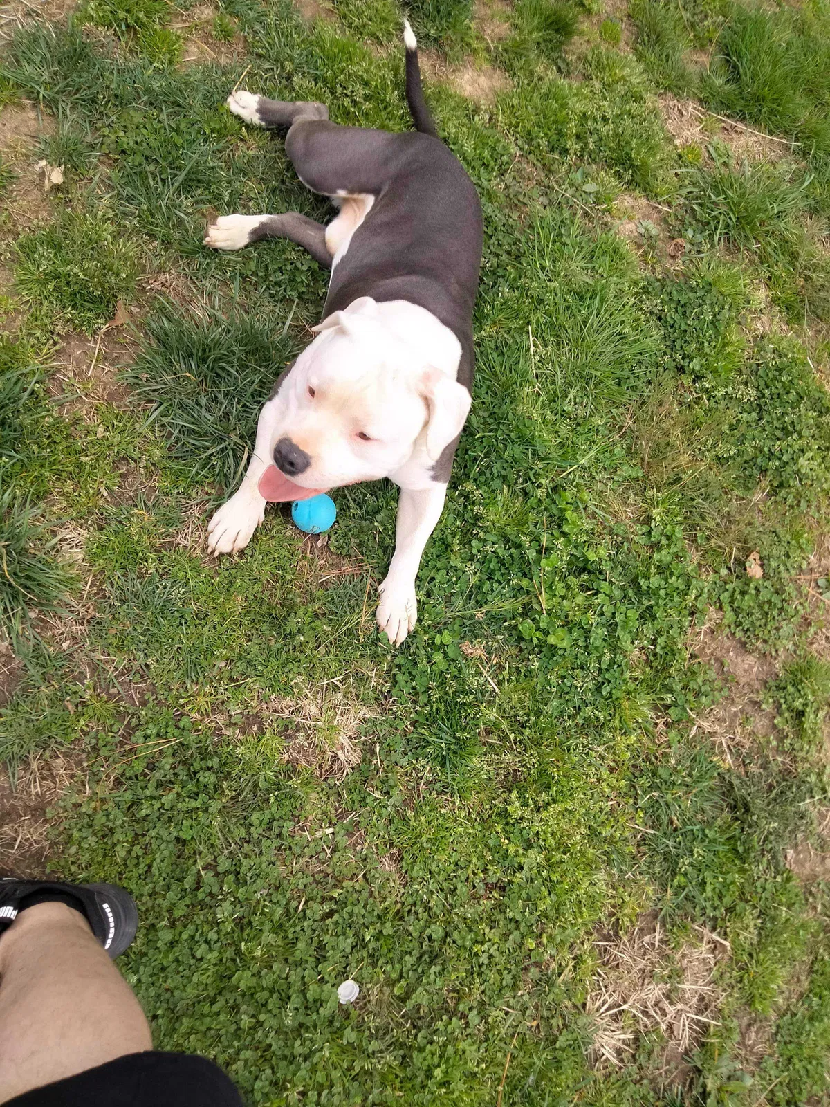Lost dog in Knoxville, TN, 37917