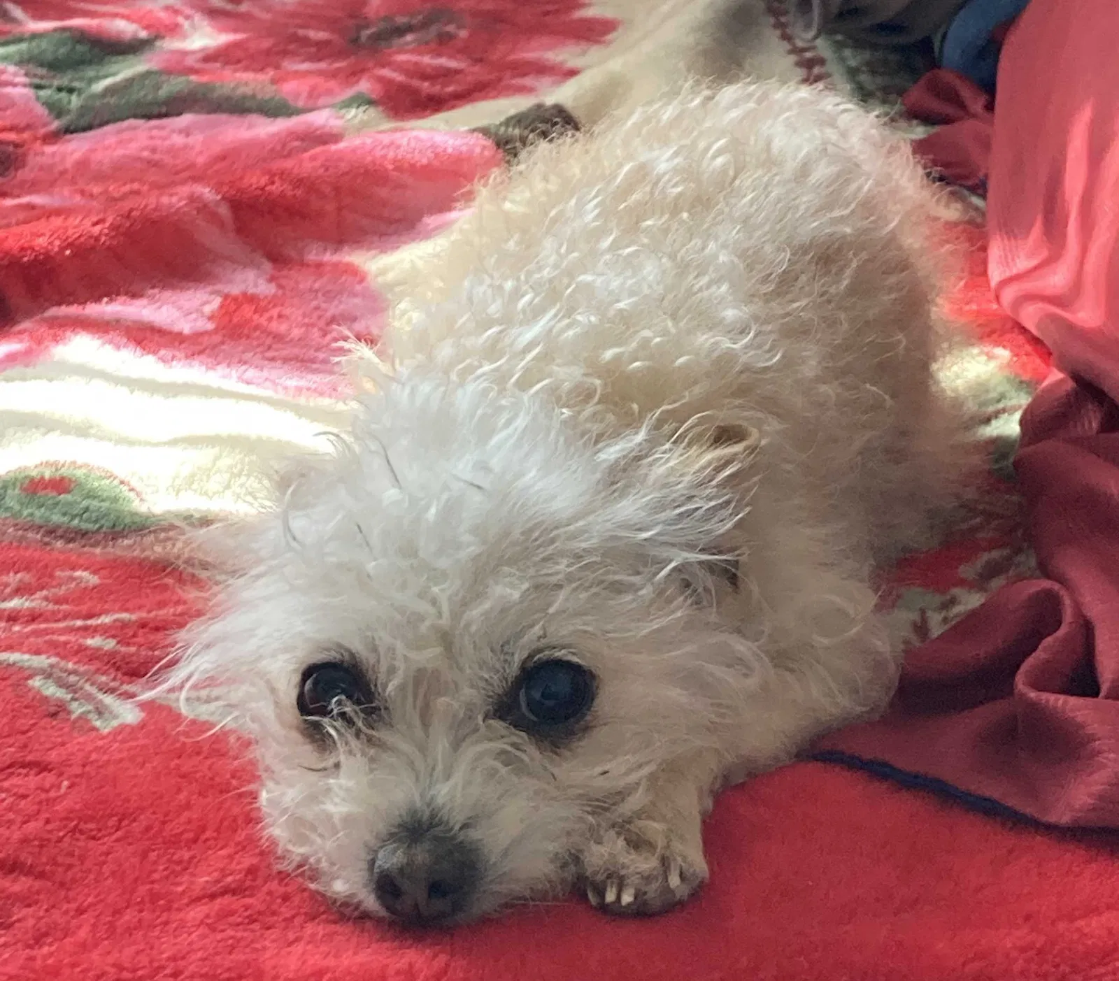 Lost dog in Modesto, CA, 95354