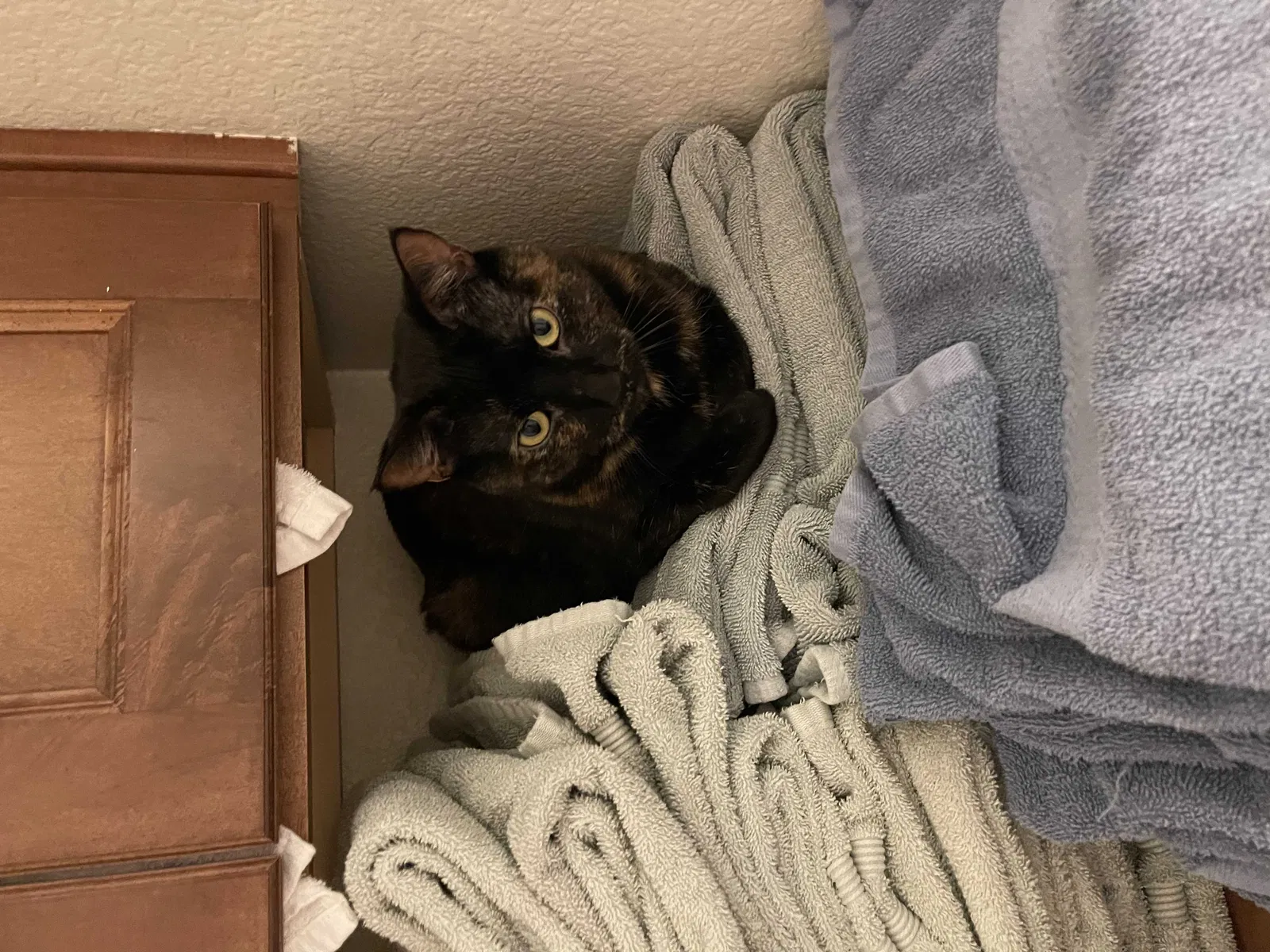 Lost cat in Oakley, CA, 94561