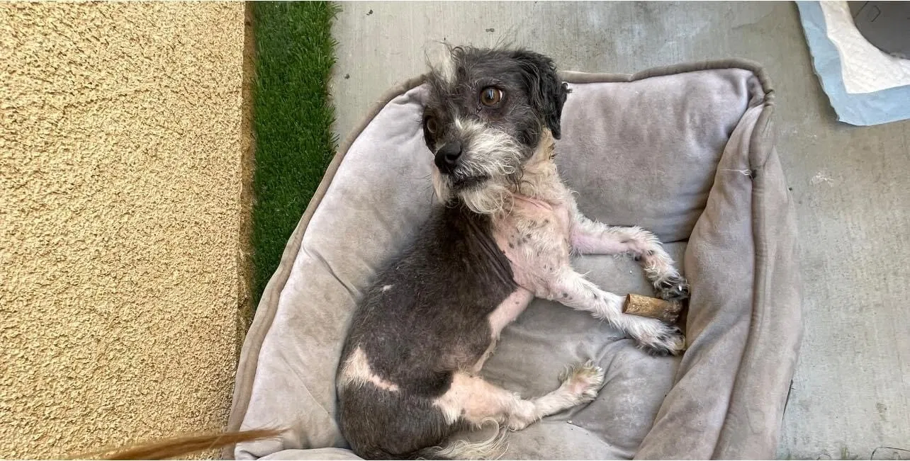Lost dog in North Hills, CA, 91343