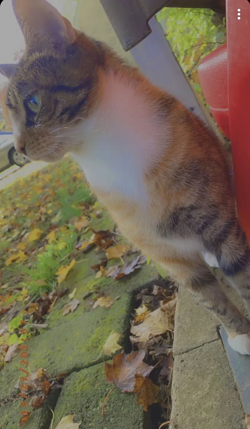 Lost cat in Coatesville, PA, 19320